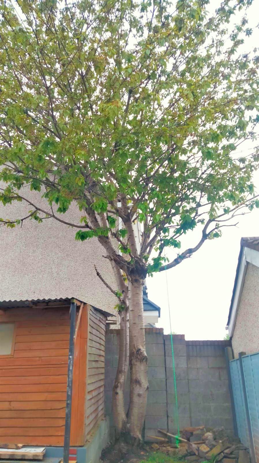 Tall tree beside a house and shed, with green leaves and a gray sky.