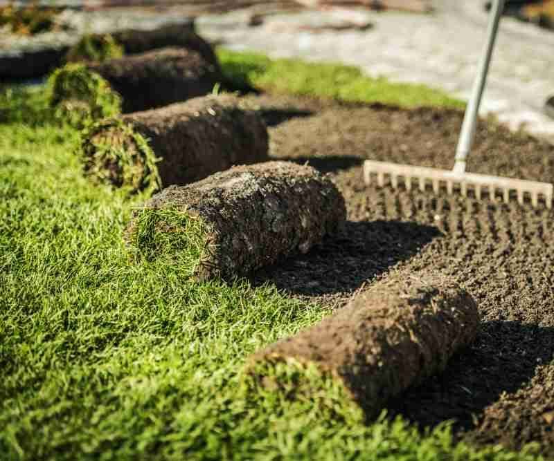 Rolls of sod laid on prepared soil, ready for installation, with a rake in the background.