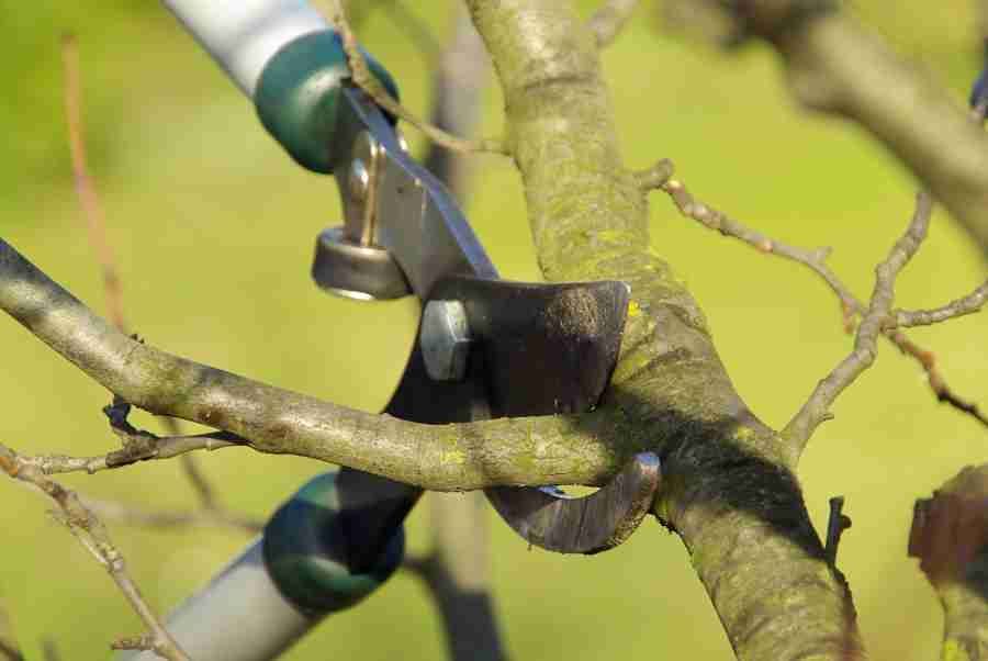 Tree cutting and hedge trimming services dublin