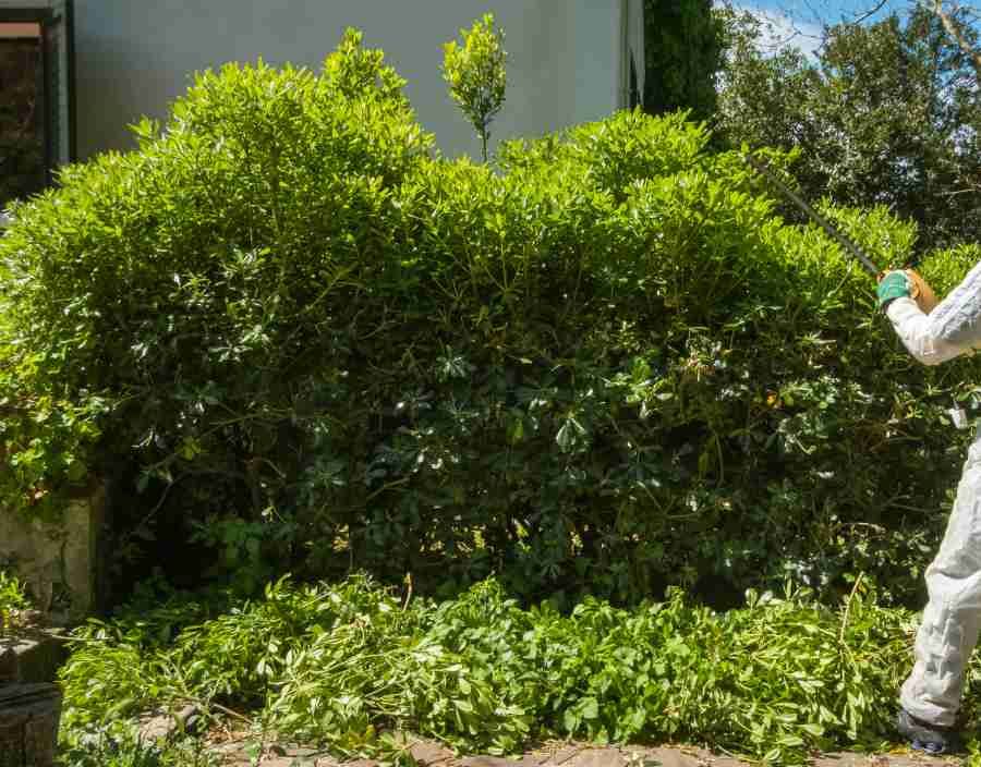 Person trimming a large, green bush in a garden. Clippings lie below. Sunny day.