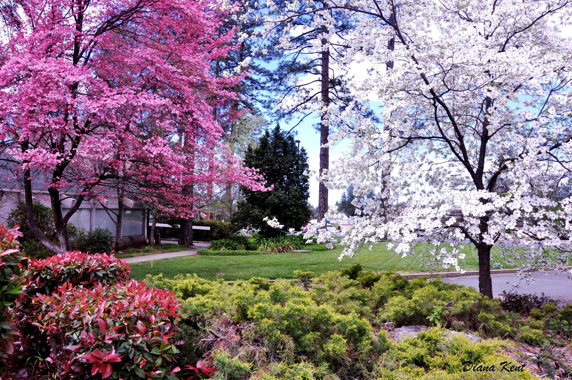A park filled with lots of trees with pink and white flowers in Paradise and Magalia, California