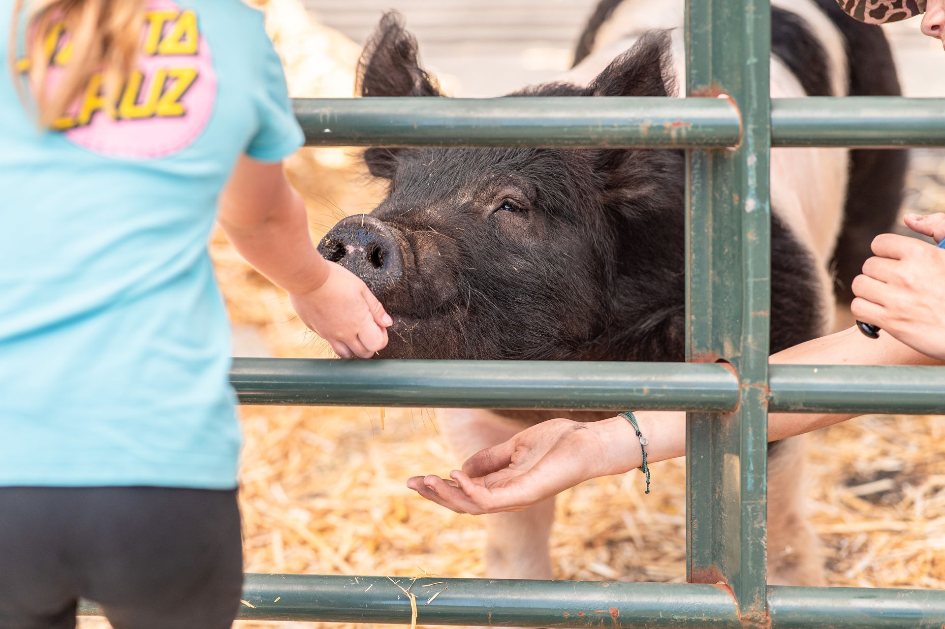 People feeding a black pig through a green metal fence at a farm pen
