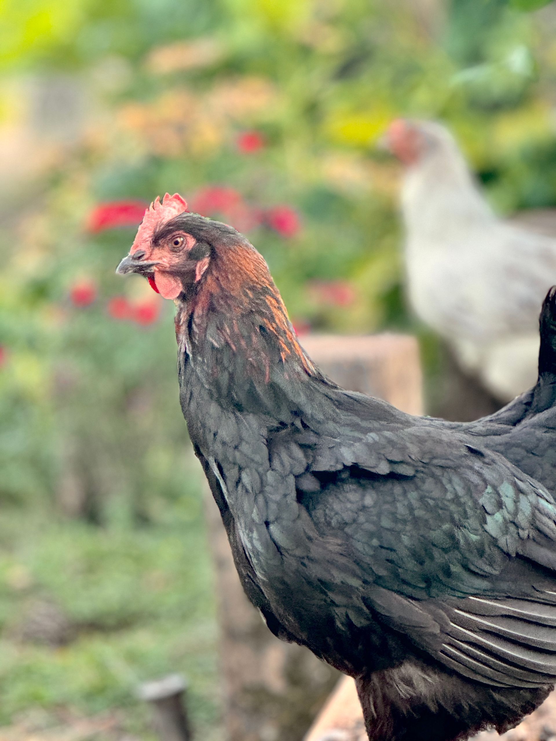 Black chicken standing outdoors with blurred flowers and a white chicken in the background