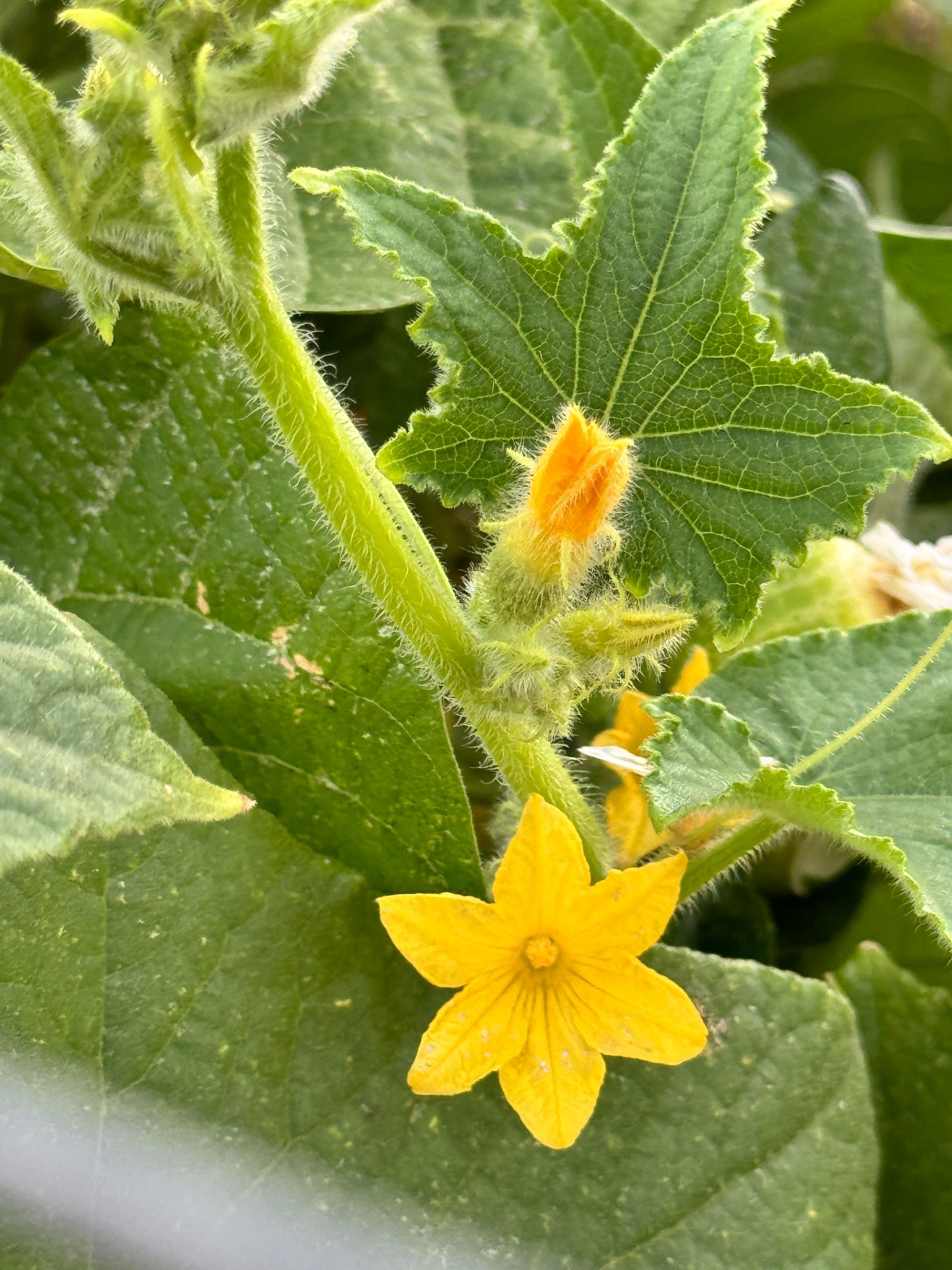 Yellow squash flower on a green vine with leaves and fuzzy stem