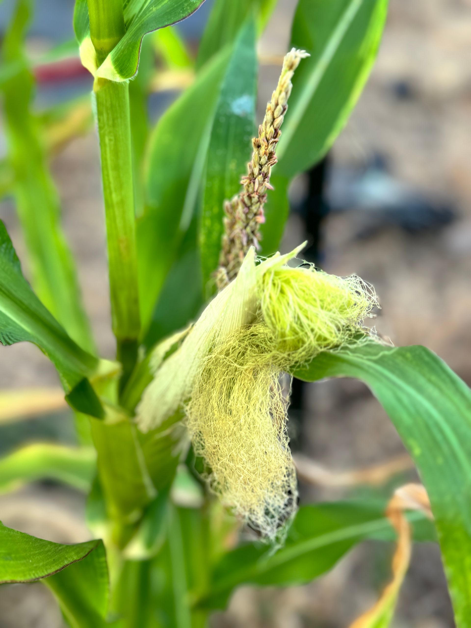 Corn plant tassel with pale silks and green leaves outdoors