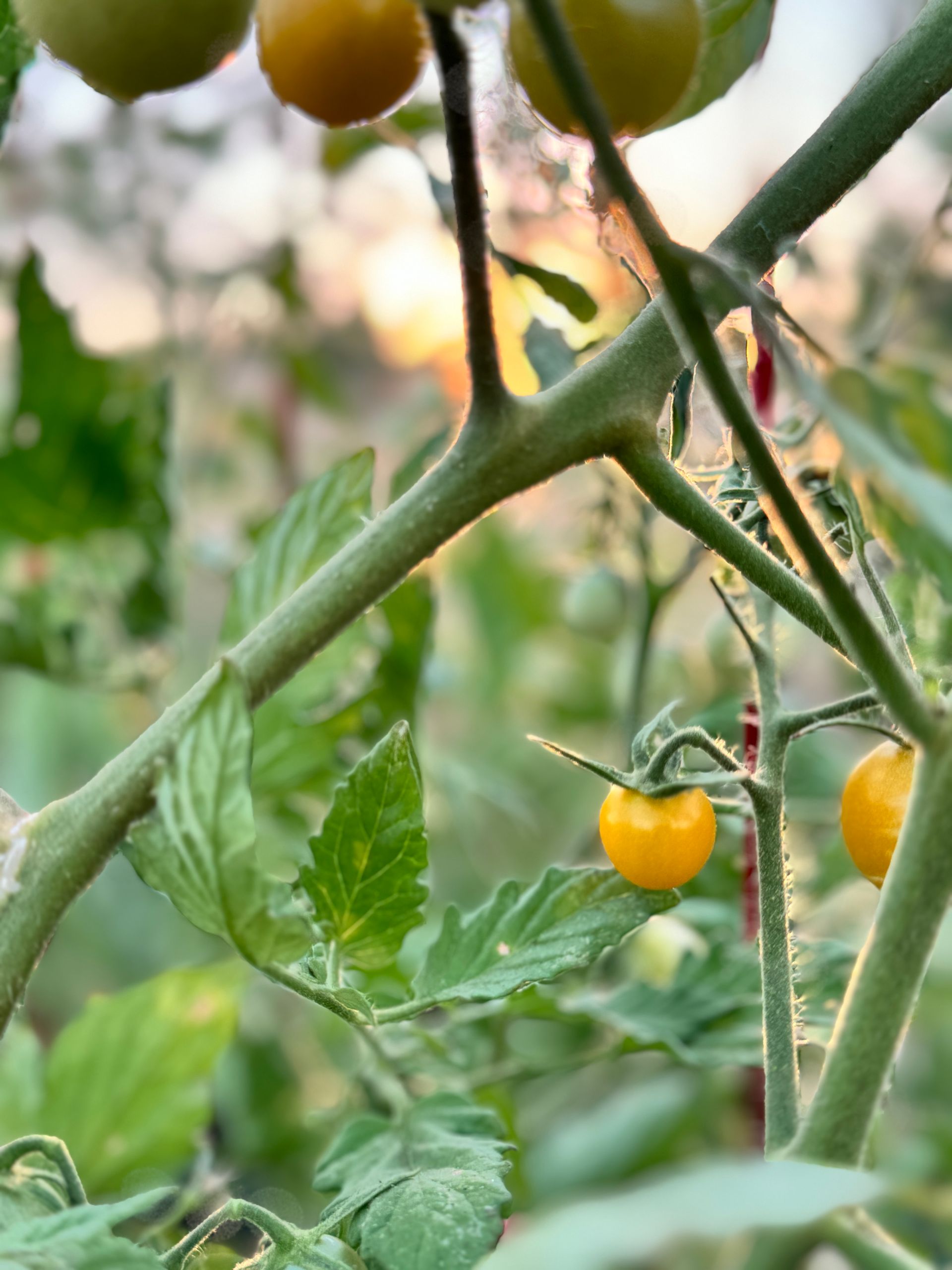 Yellow cherry tomatoes on the vine among green leaves in a garden