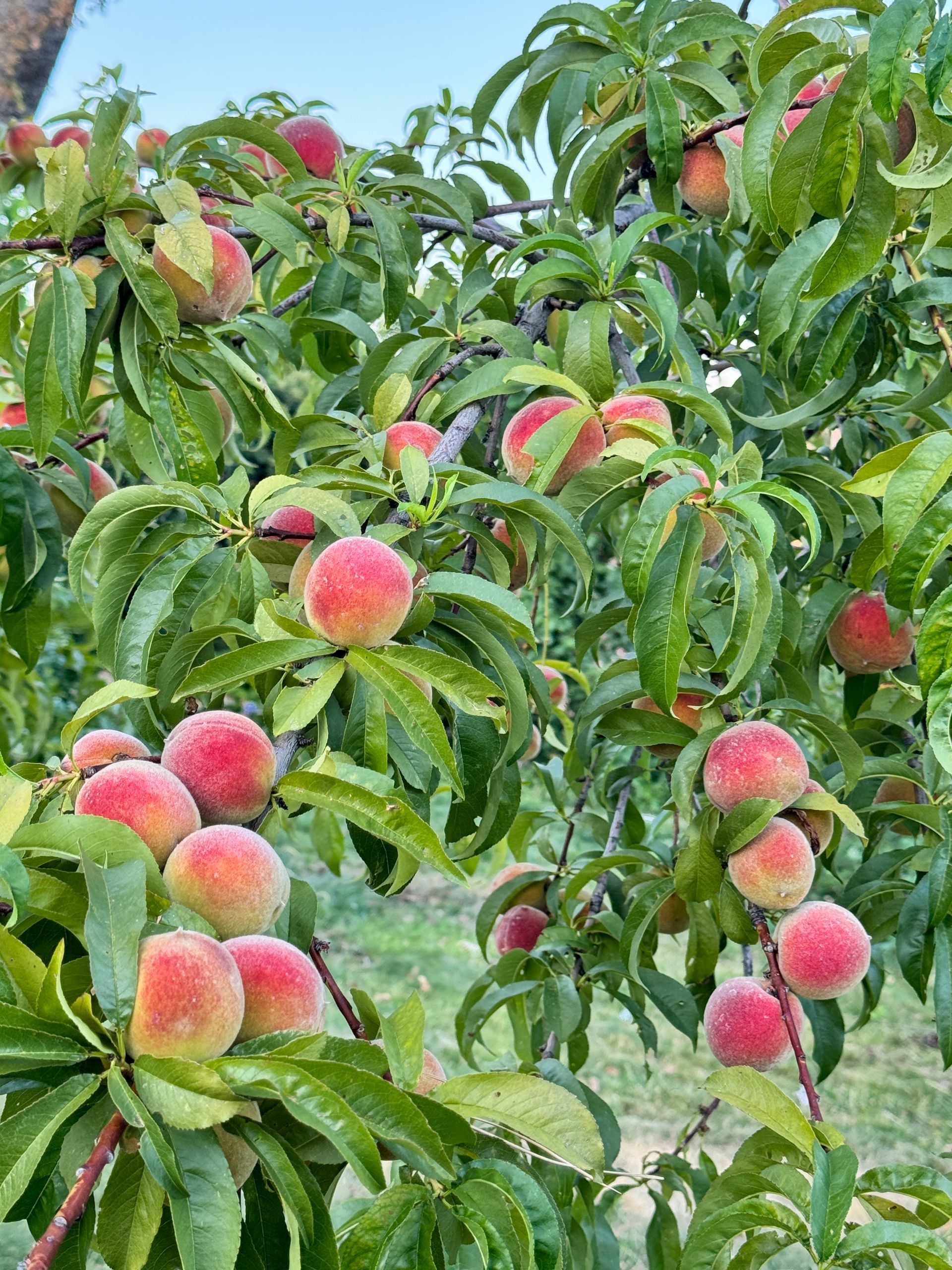 Peach tree laden with ripe pink-red peaches and green leaves
