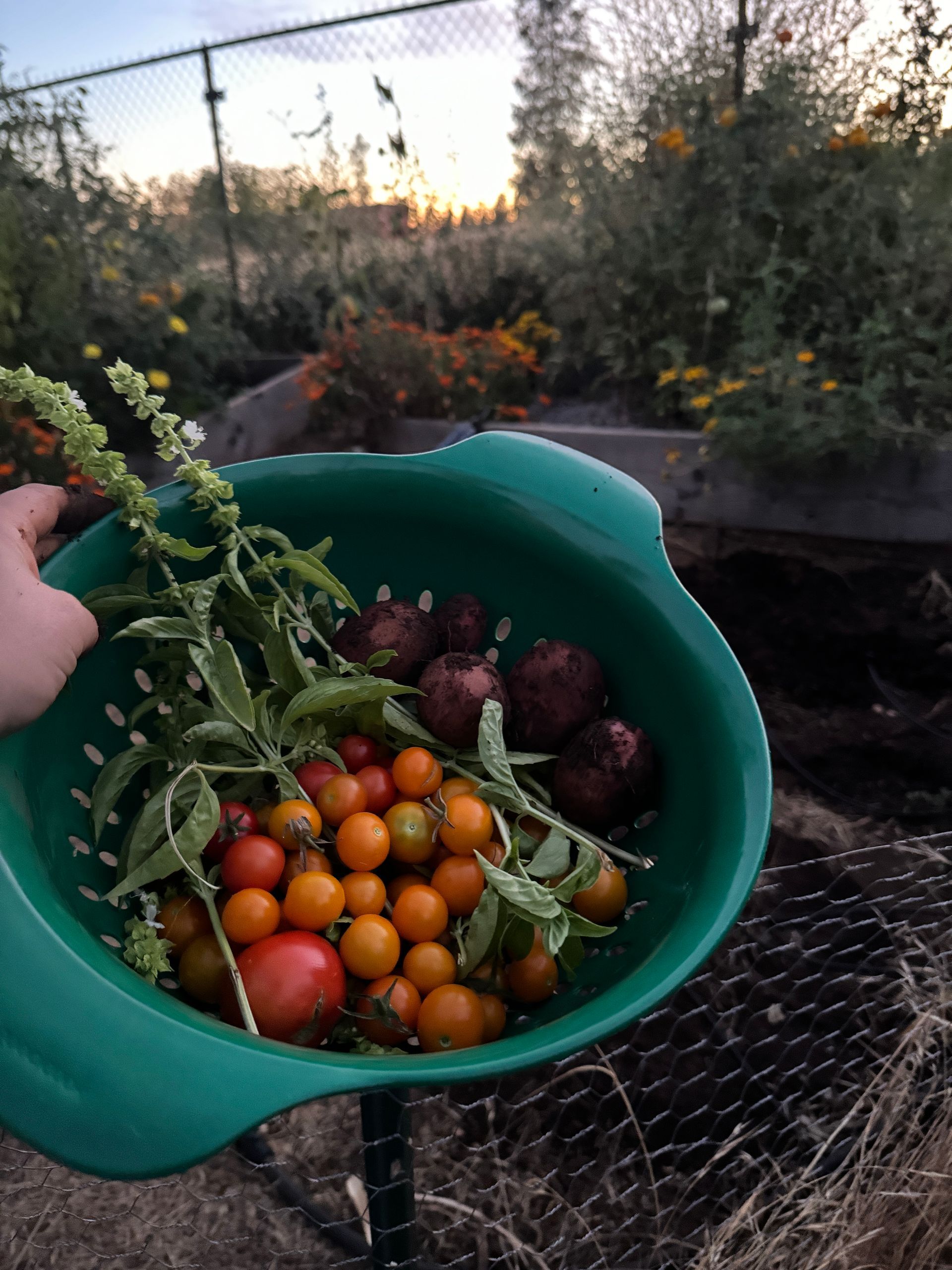 Hand holding a green basket of assorted tomatoes in a garden at sunset