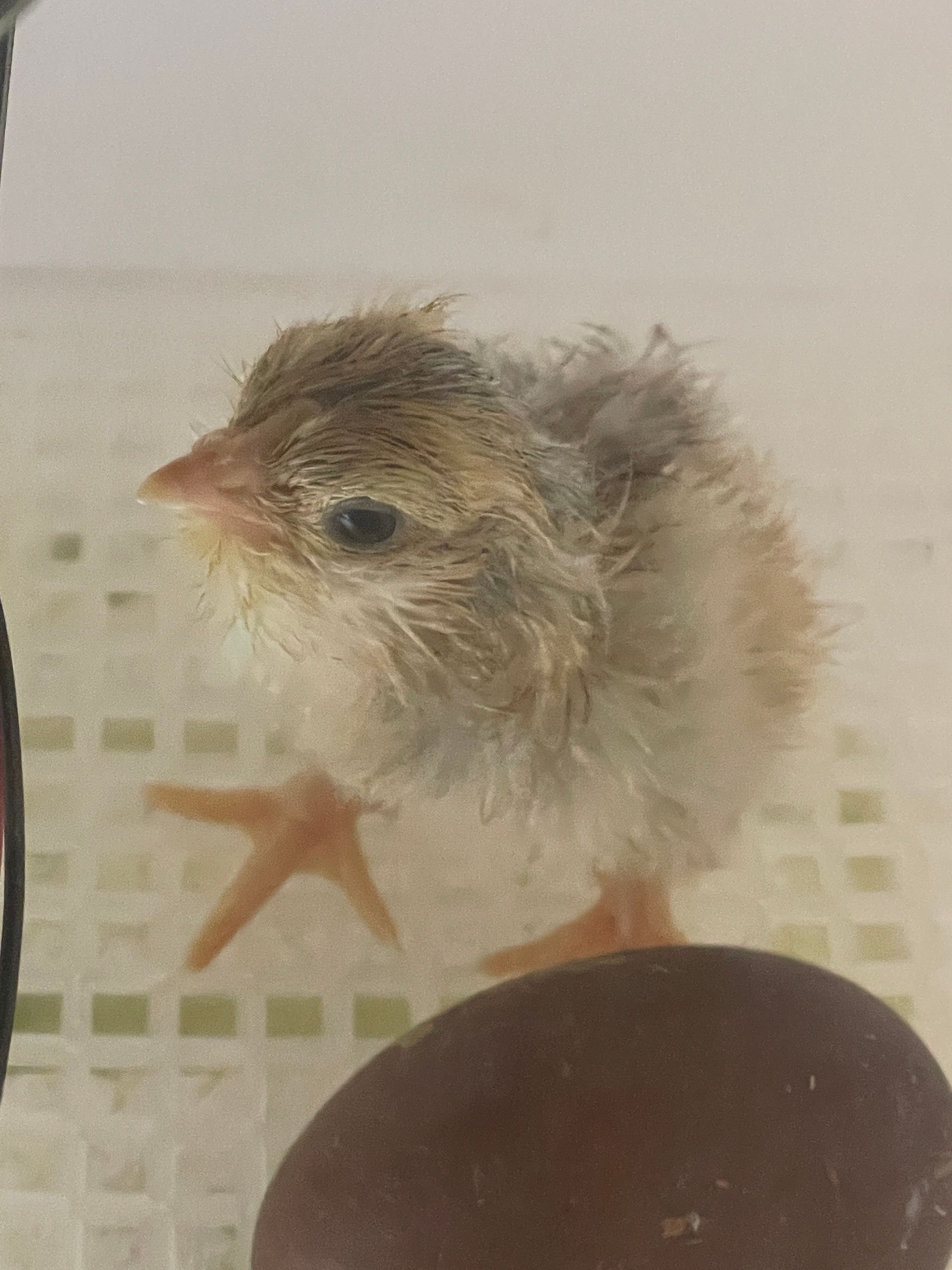 Tiny fluffy chick standing on a patterned surface, with a dark egg beside it.