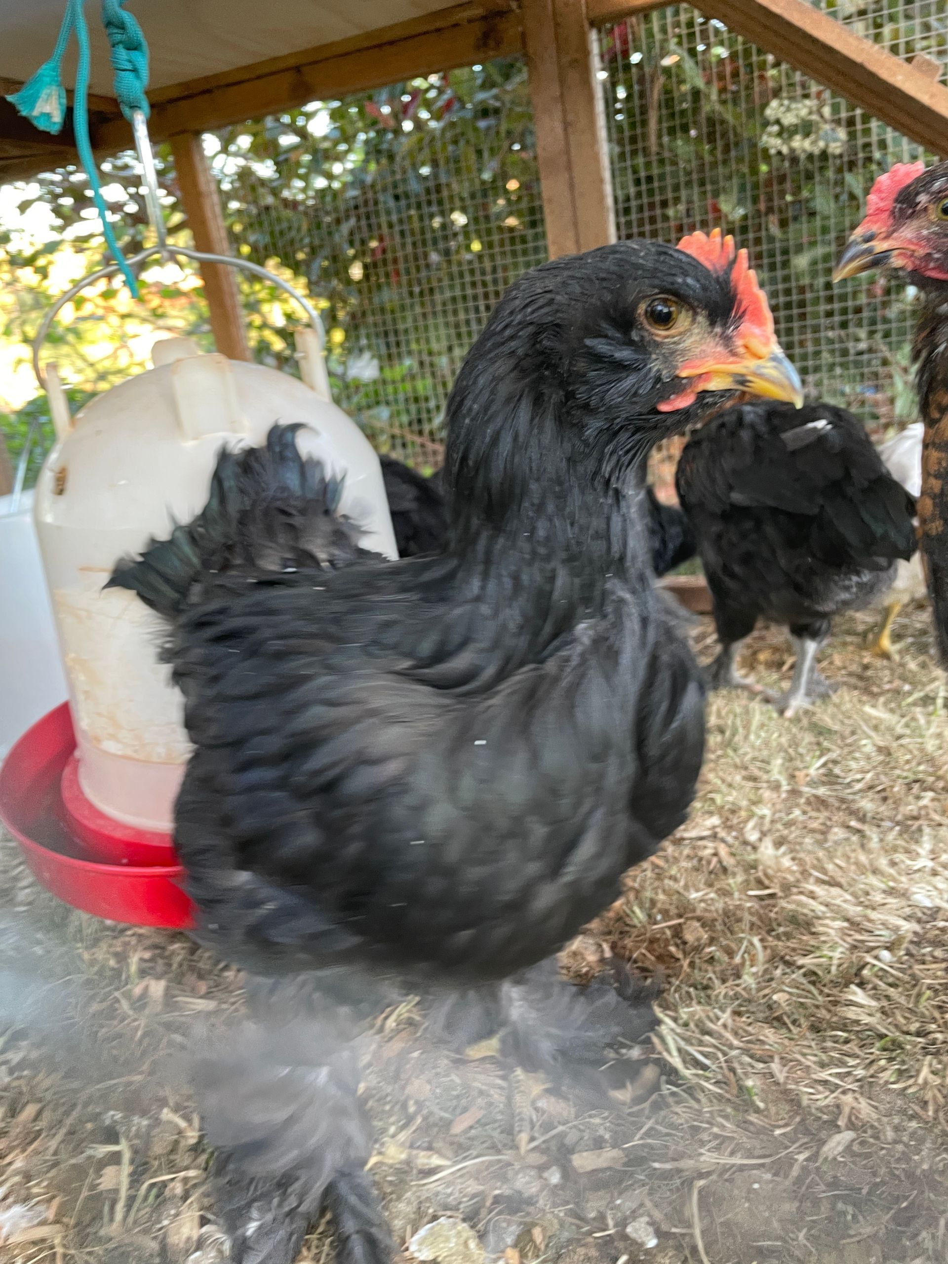 Black chicken standing beside a white-and-red waterer inside a wire coop