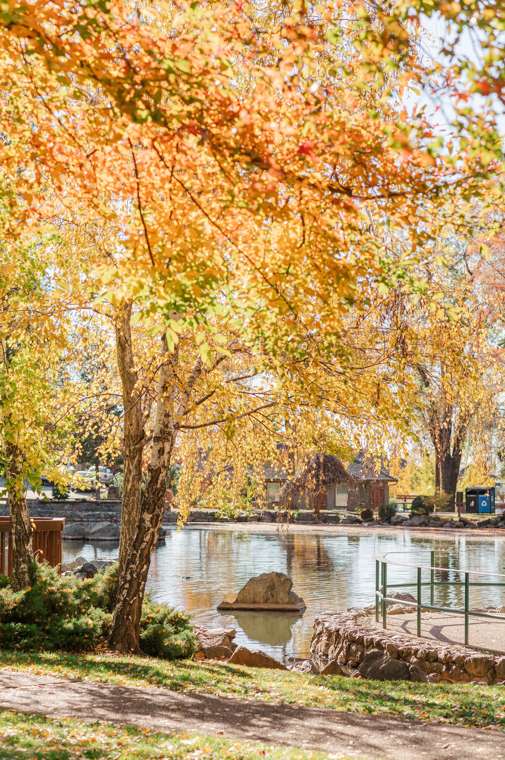 Autumn trees over a calm pond with a stone, reflections, and a park bench in the background
