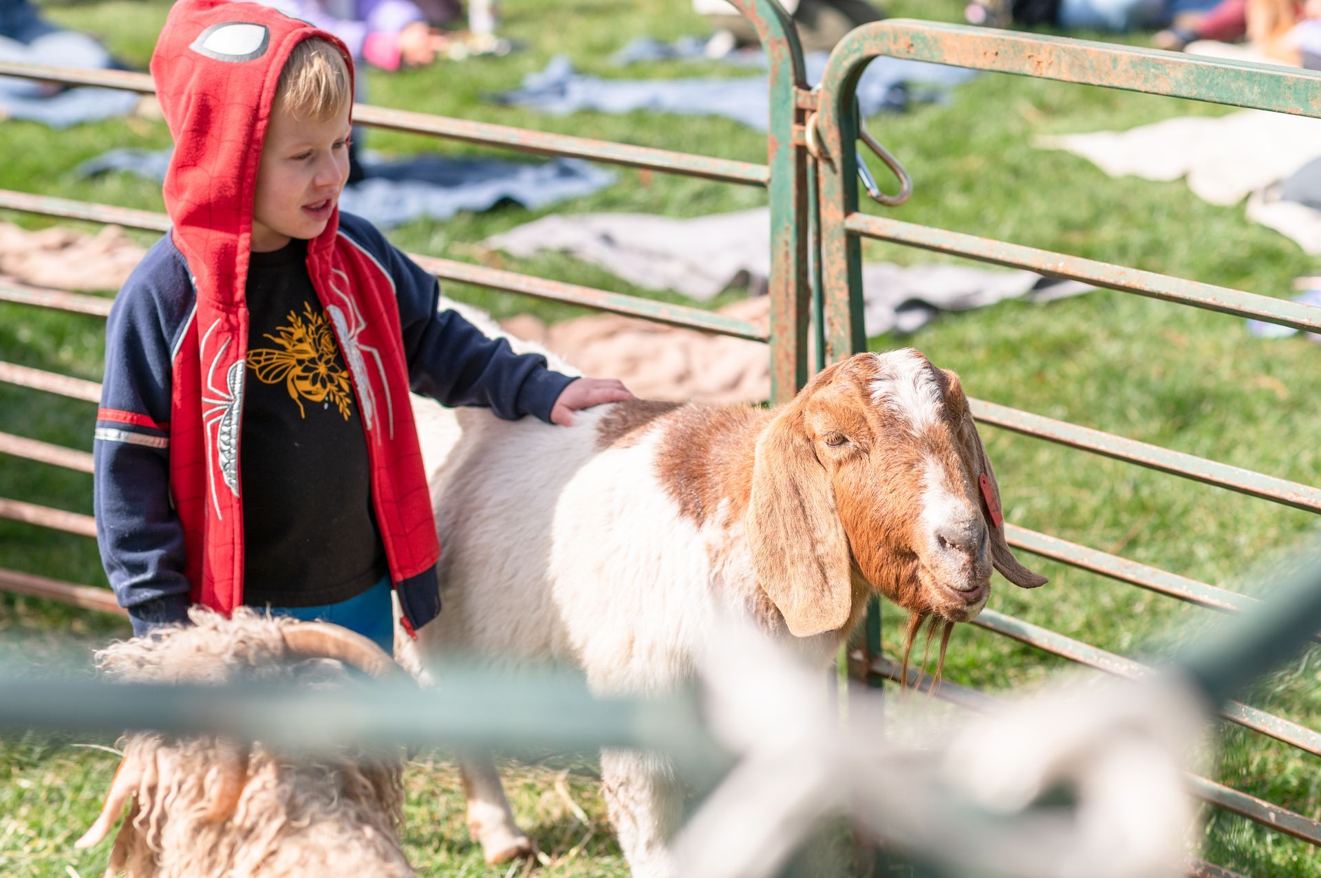 Boy with goat at Paradise CA, Grazing Festival hosted by Butte County Fire Safe Council