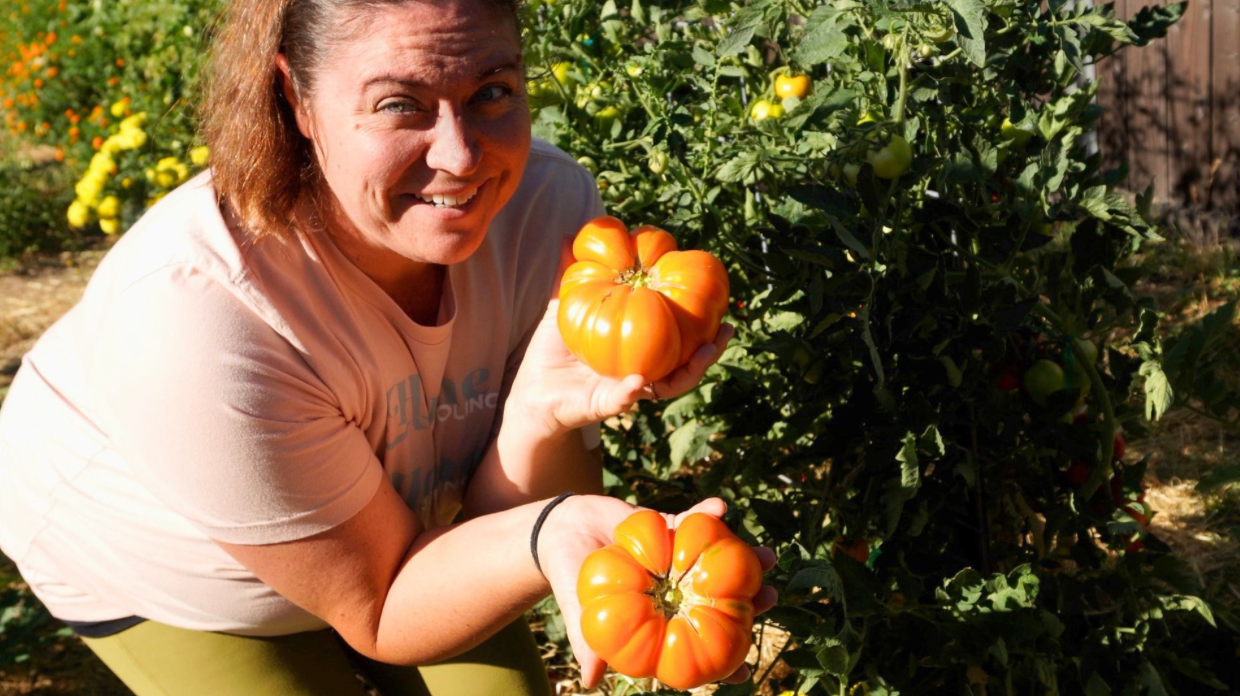 Person holding orange tomatoes in a garden, smiling beside a tomato plant.
