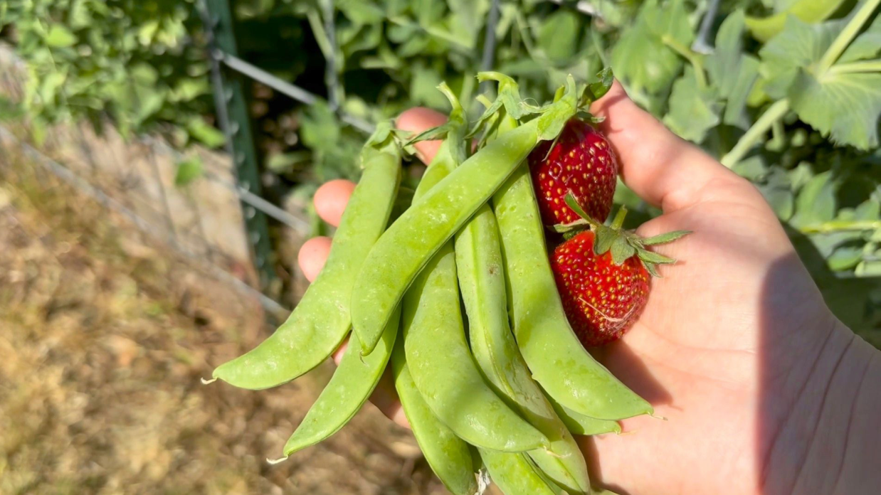 Hand holding fresh green beans and red strawberries in a sunny garden.