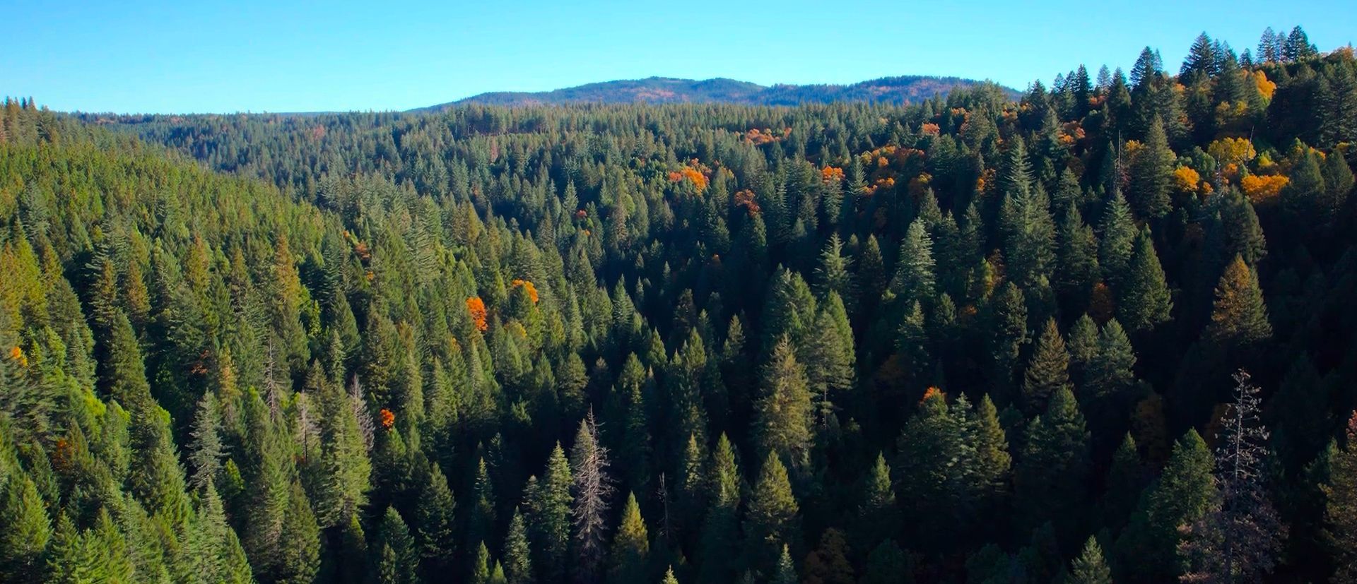 Forest-covered hills under a clear blue sky, with autumn foliage in green, orange, and gold.