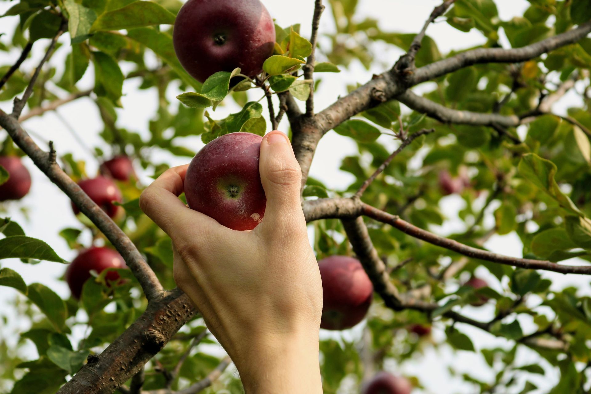 A person is picking an apple from an apple tree in Paradise and Magalia, California