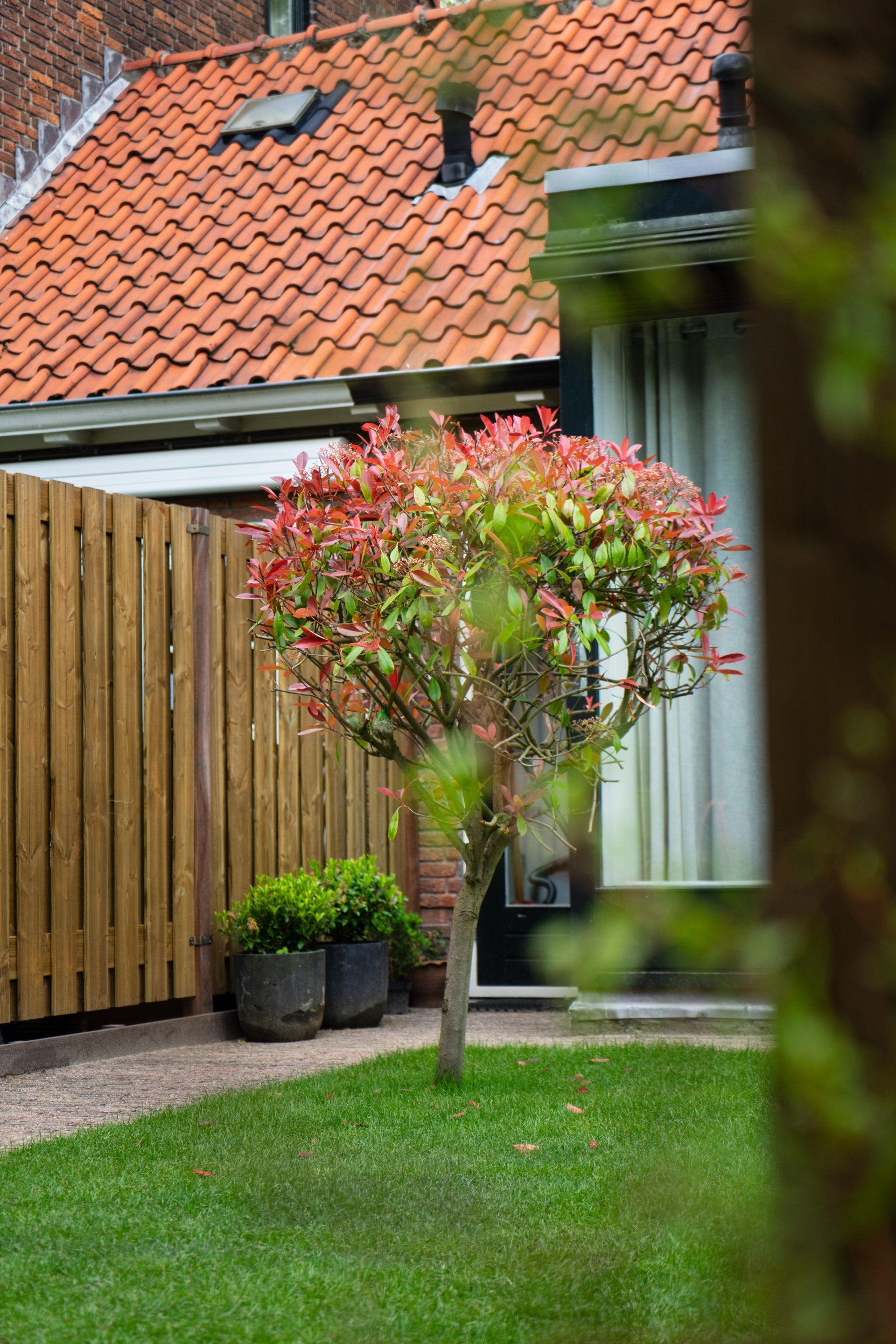Een boom met rode toppen in een groene tuin, vlakbij een houten schutting en een gebouw met een oranje pannendak.