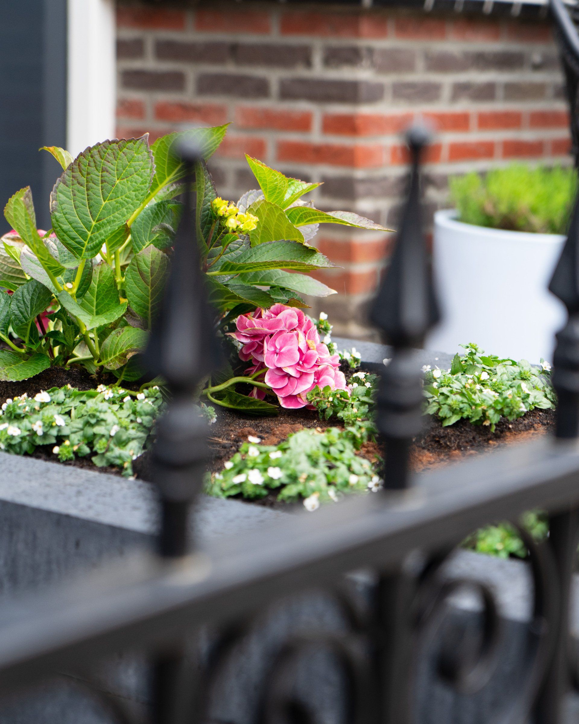 Close-up van een donkere plantenbak met roze hortensia's en kleine groene plantjes, een zwart ijzeren hek op de voorgrond en een bakstenen muur op de achtergrond.