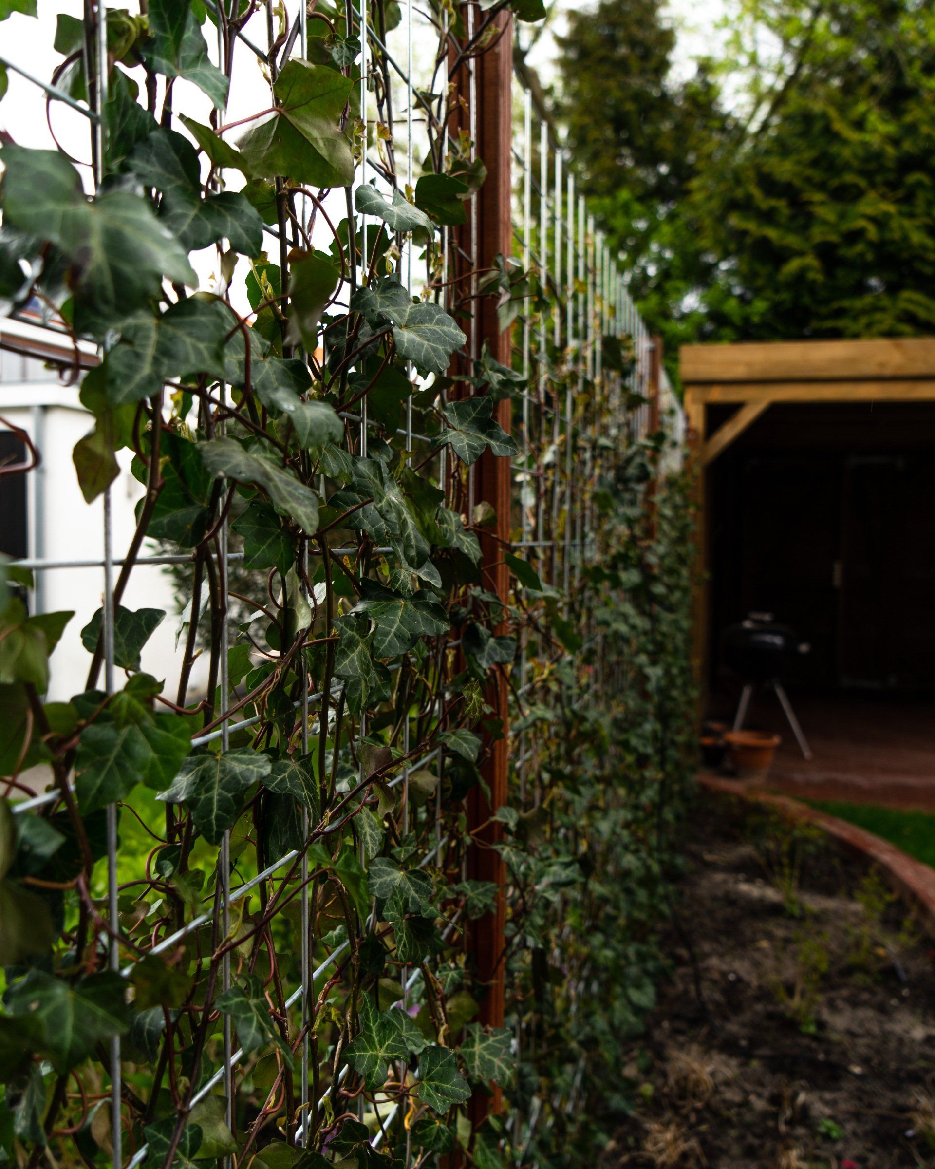 Klimop groeit tegen een gaashekwerk in een tuin met een houten constructie en een barbecue.