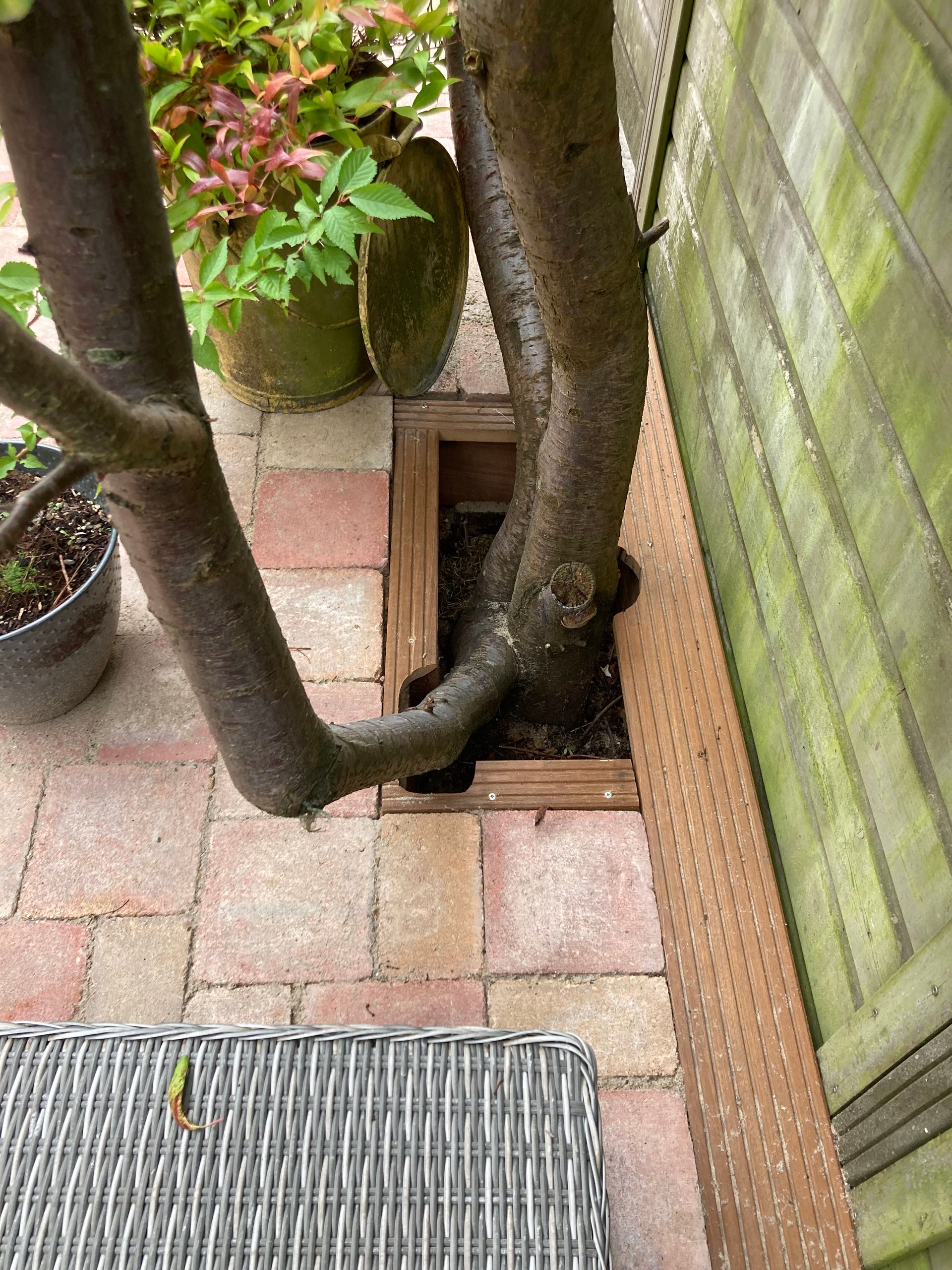 Een boomstam groeit door een houten kist in een bakstenen patio naast een muur.