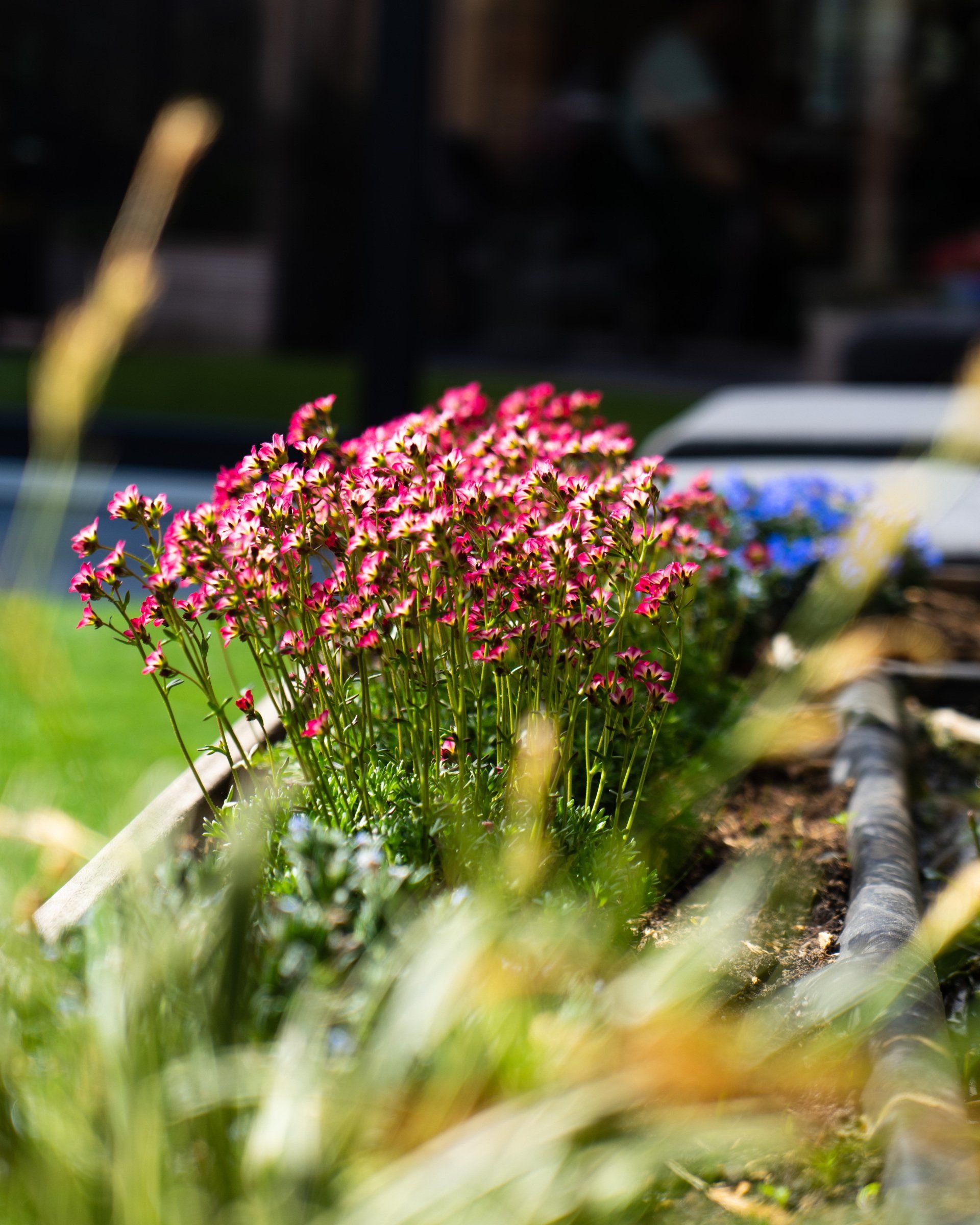 Roze bloemen in een verhoogd bloembed, met onscherpe voor- en achtergrond.