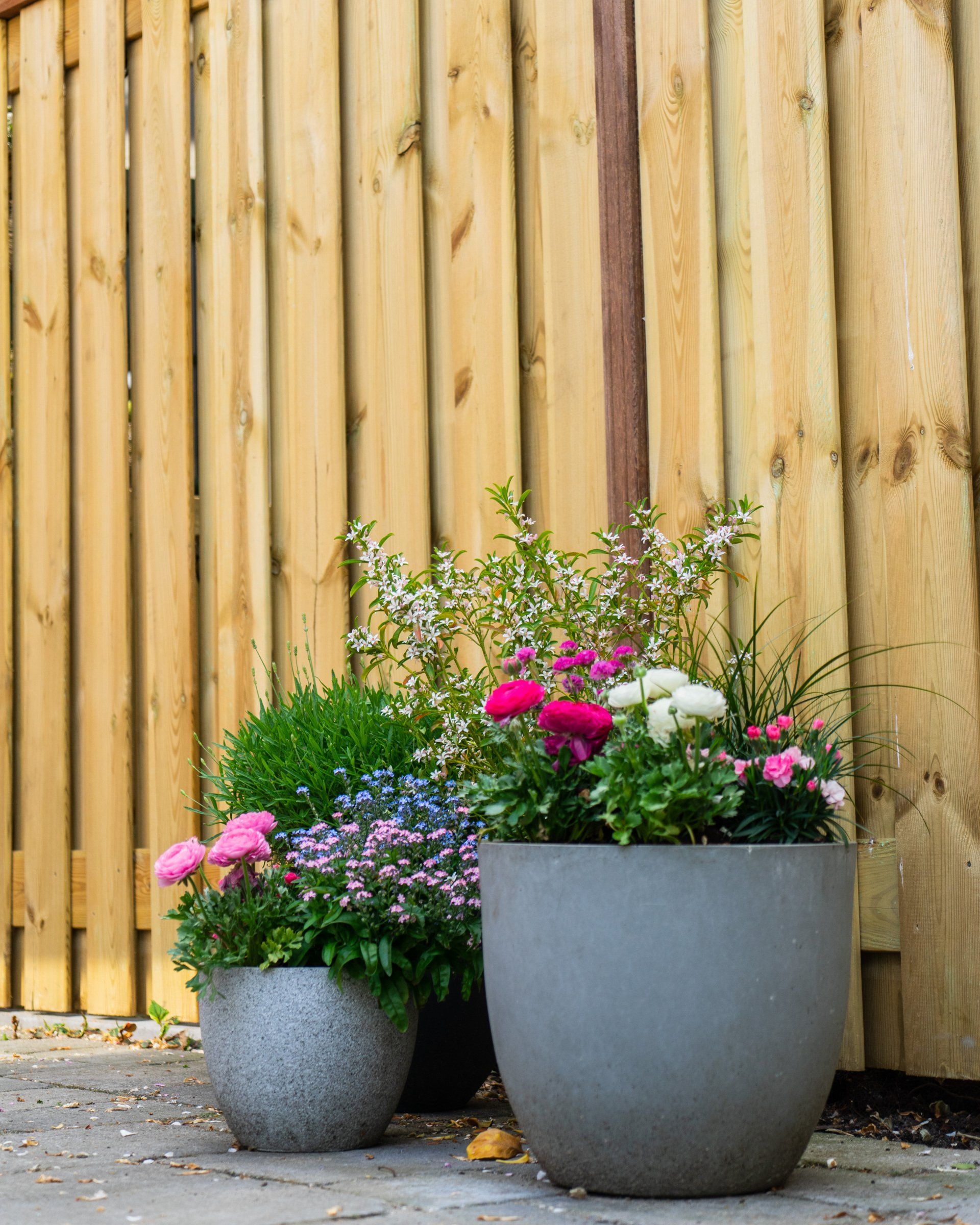 Drie potplanten met roze, witte en paarse bloemen voor een houten schutting.