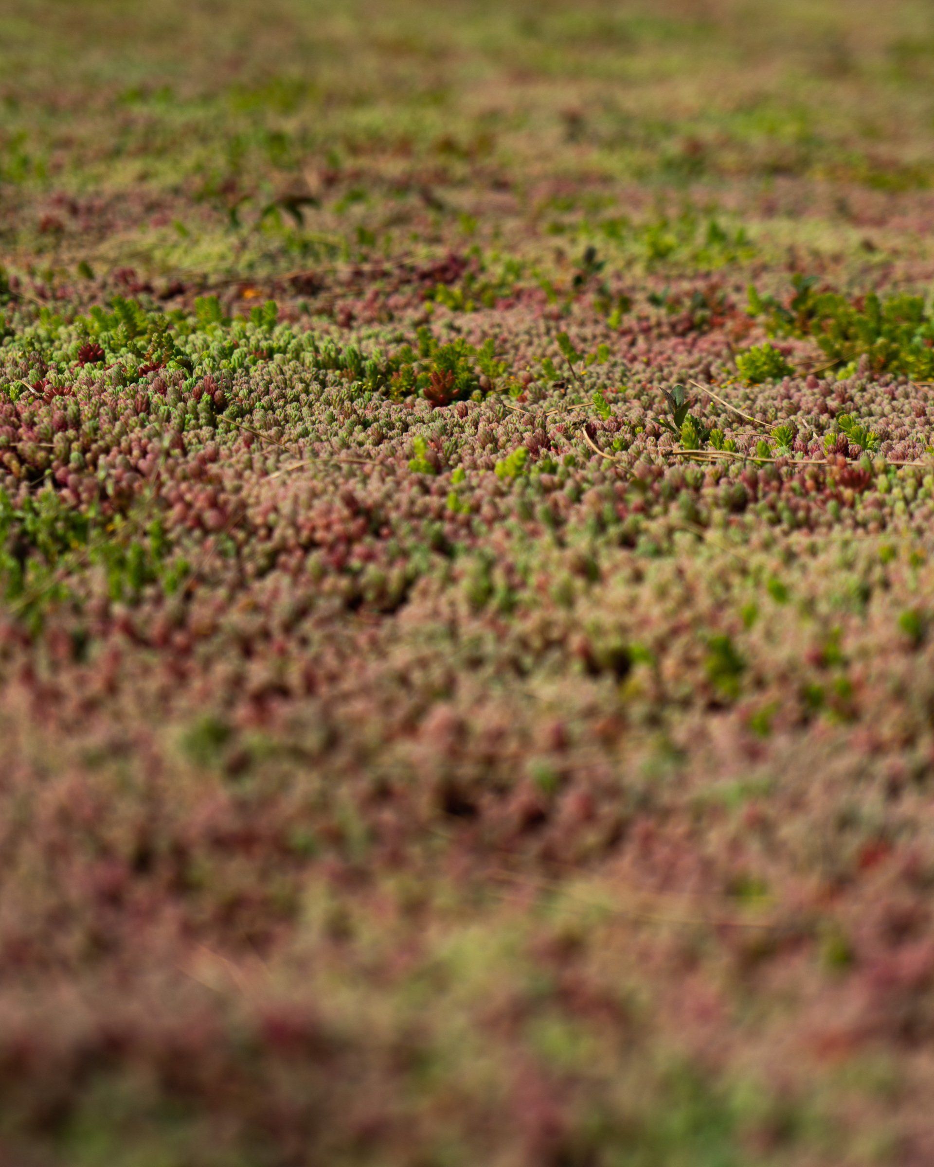 Close-up van een groene en roodbruine bodembedekkende plant.