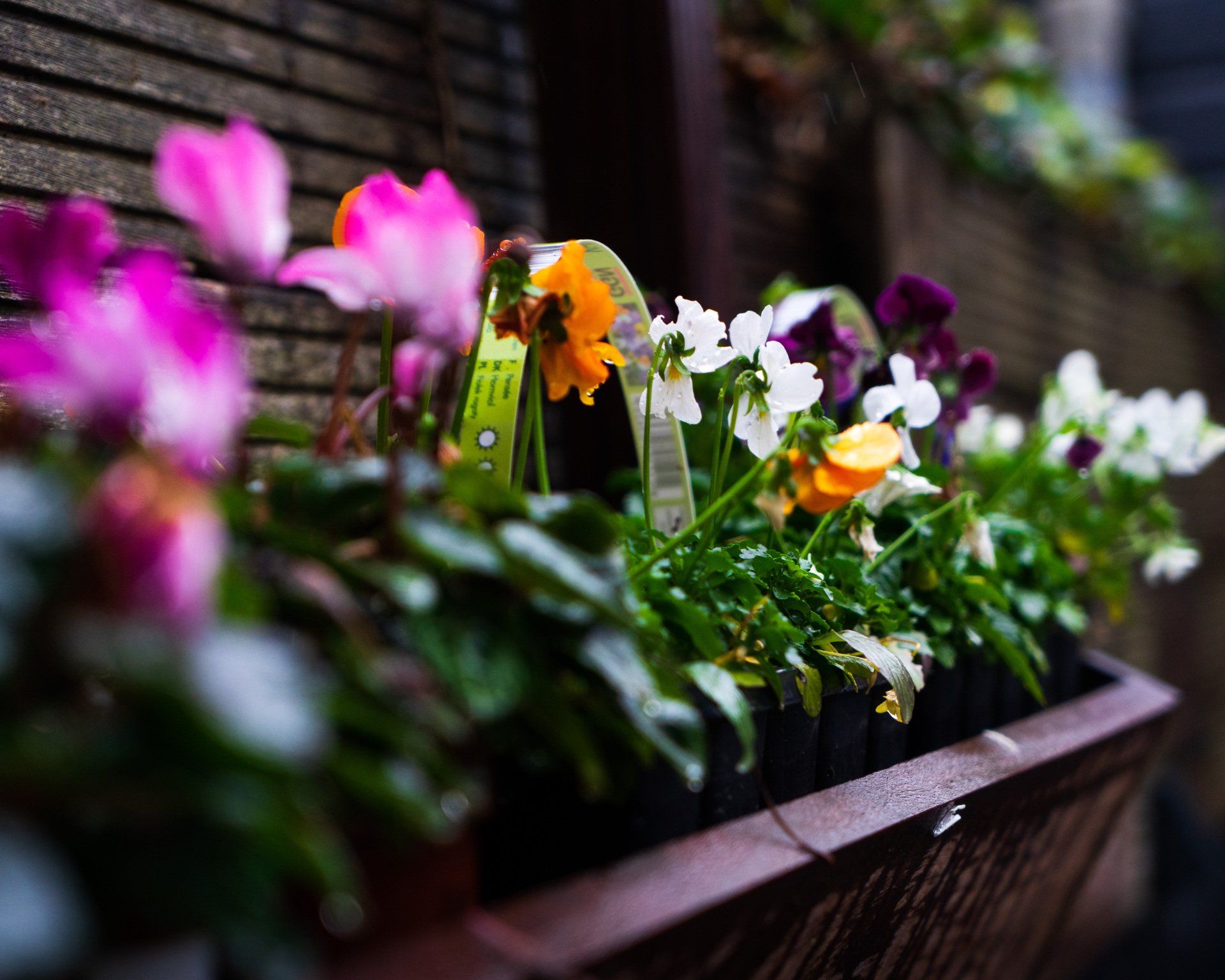 Kleurrijke bloemen in een houten plantenbak tegen een donkere achtergrond, sommige scherp, andere onscherp.