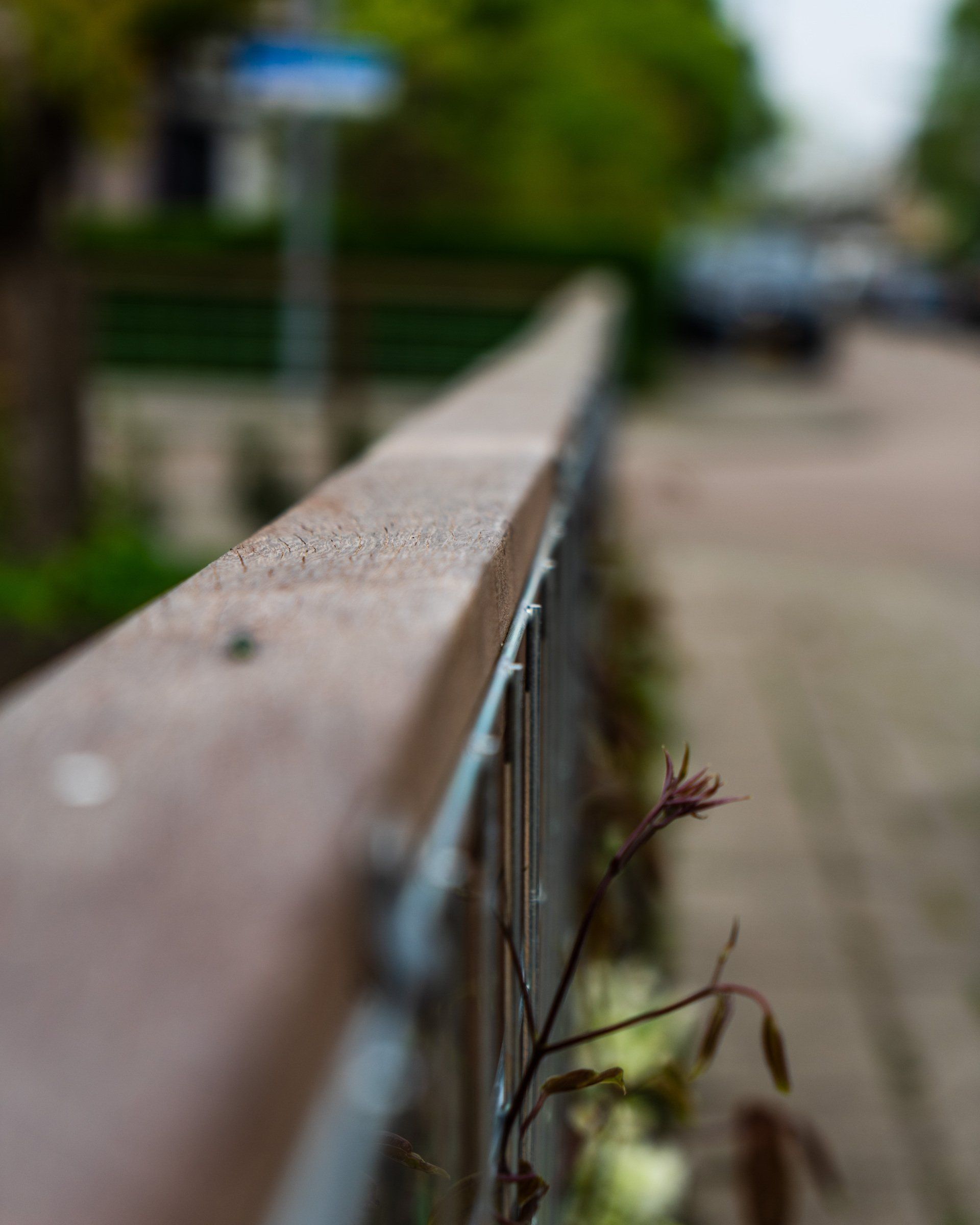 Close-up van een verweerde houten leuning met een ontkiemende plant, straat en groen op de wazige achtergrond.