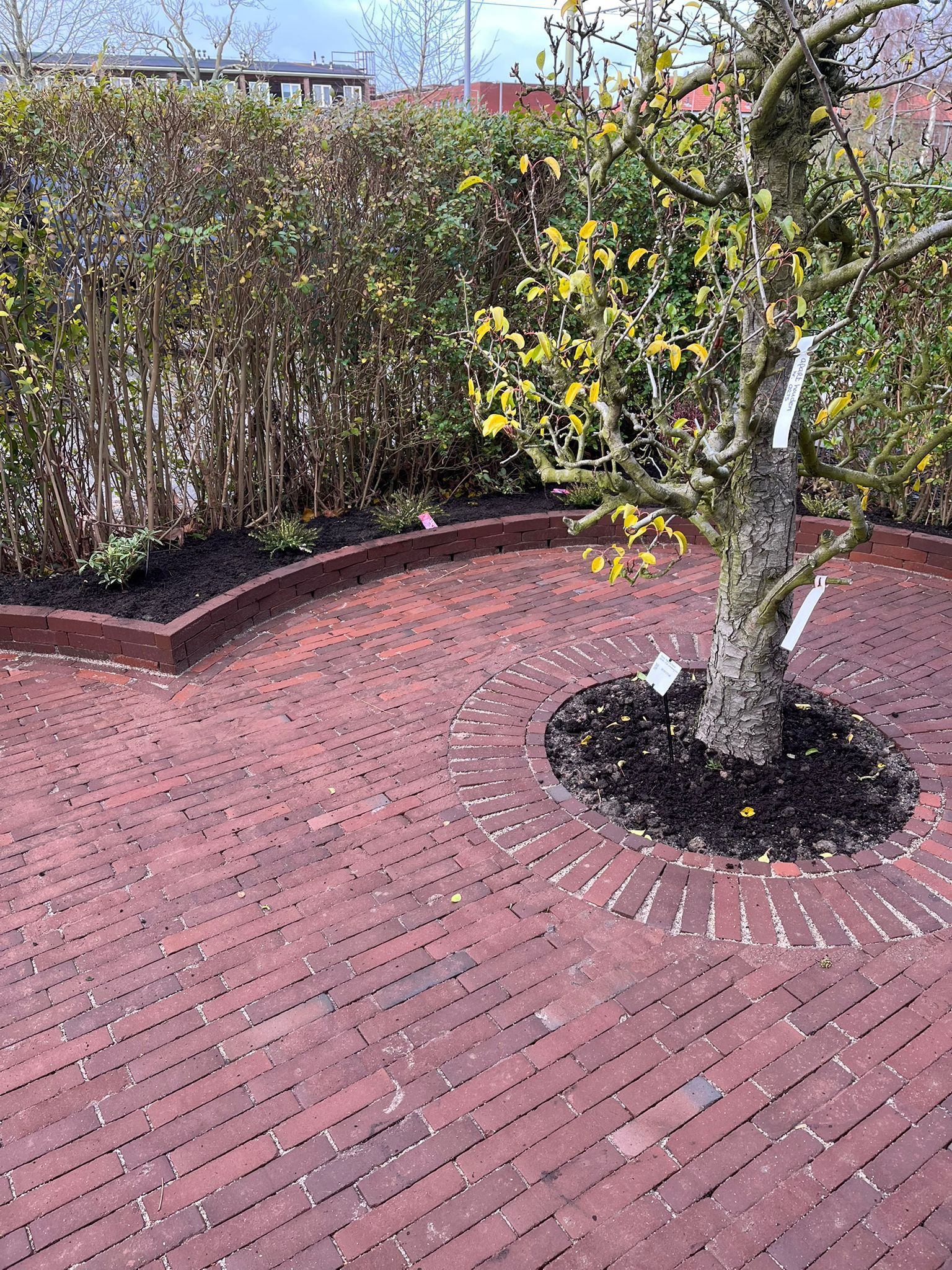 Een stenen terras omringt een boom met gele bladeren, die zich voor een groene haag bevindt.