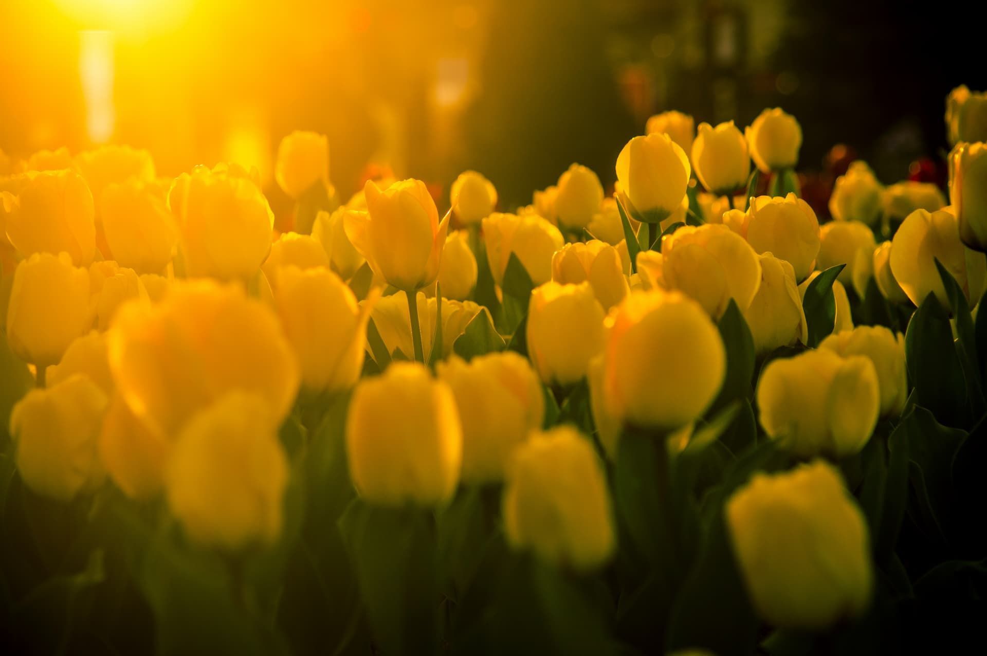 Golden tulips glowing in warm sunlight with a blurred background