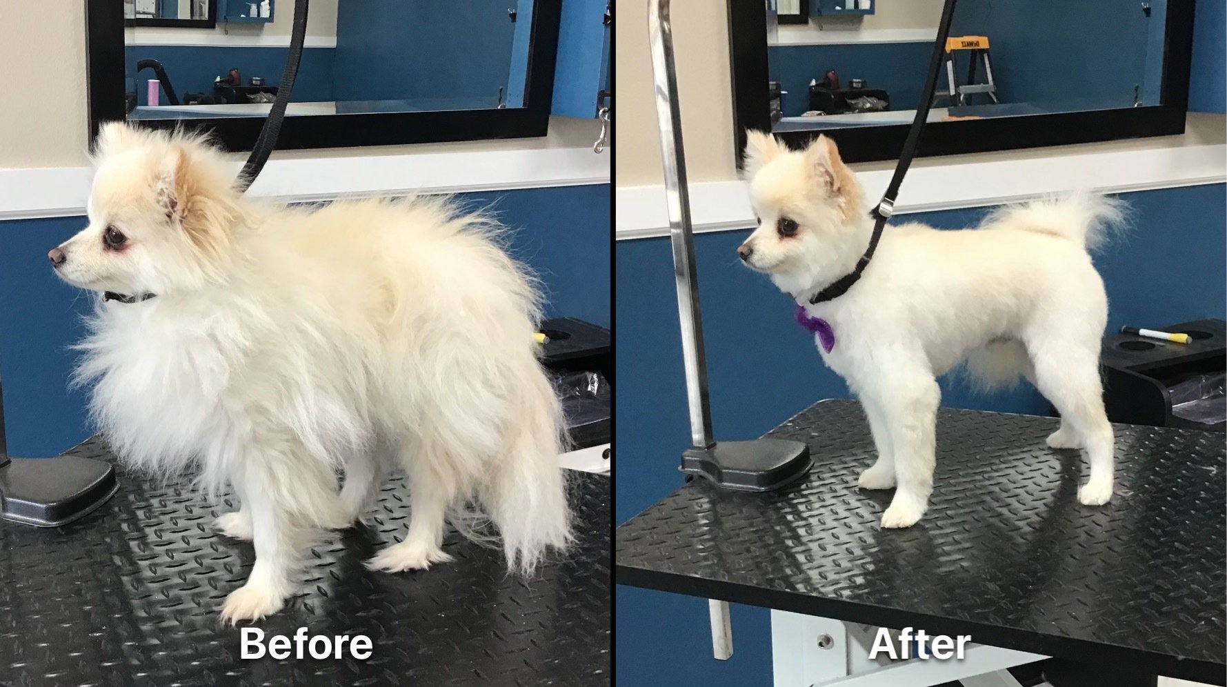 Photo Gallery Yucaipa, CA Styles Pet Grooming