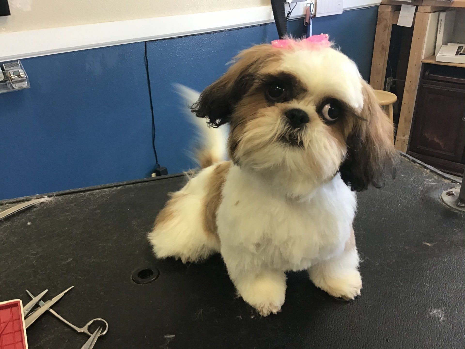 Cute Dog — Yucaipa, CA — Styles Pet Grooming Cute Dog — Yucaipa, CA — Styles Pet Grooming