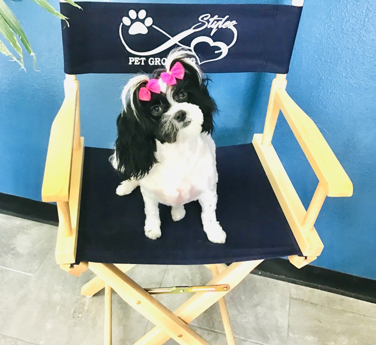 Photo Gallery Yucaipa, CA Styles Pet Grooming