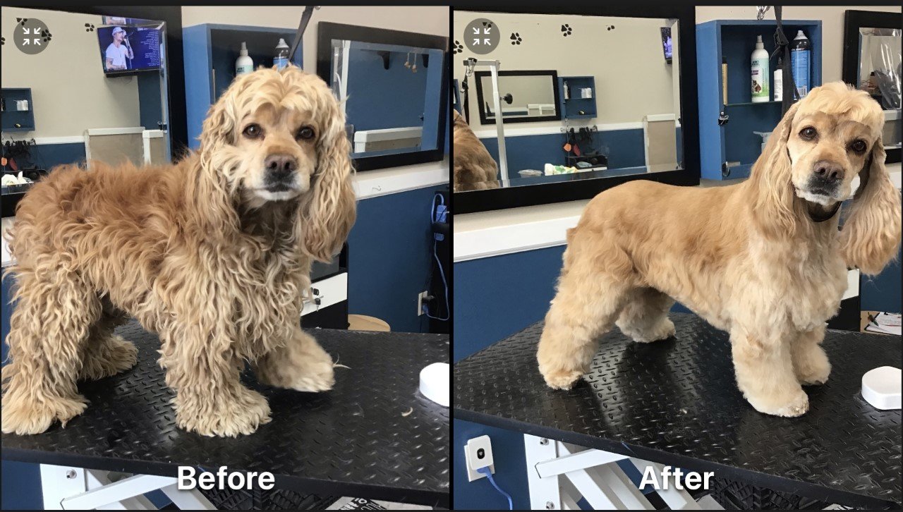 Photo Gallery Yucaipa, CA Styles Pet Grooming