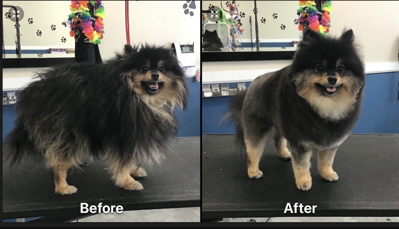 Photo Gallery Yucaipa, CA Styles Pet Grooming