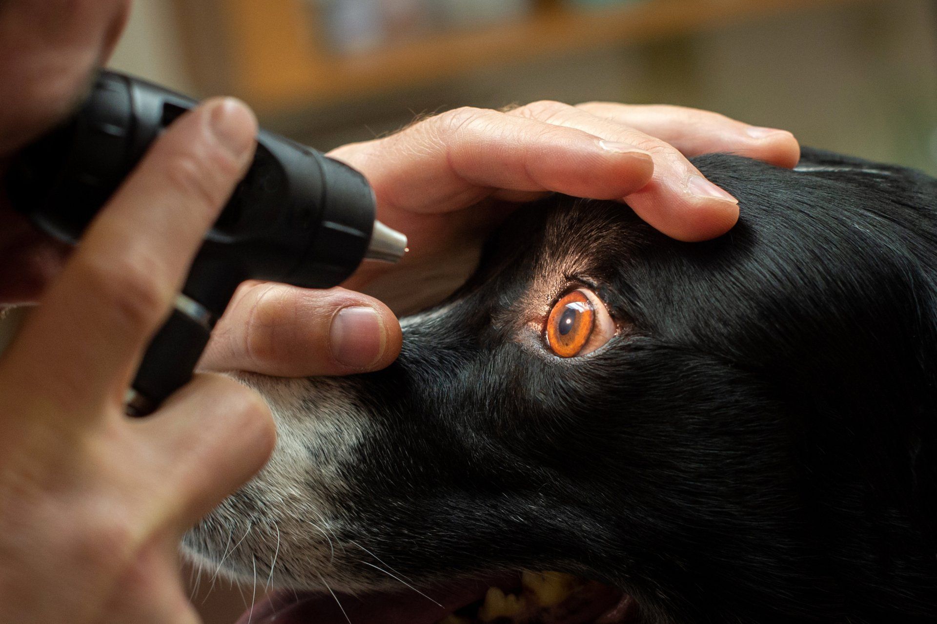 Veterinarian examines a black and white dog's eye with an ophthalmoscope. The dog has dilated pupils. Veterinarian examines a black and white dog's eye with an ophthalmoscope. The dog has dilated pupils.