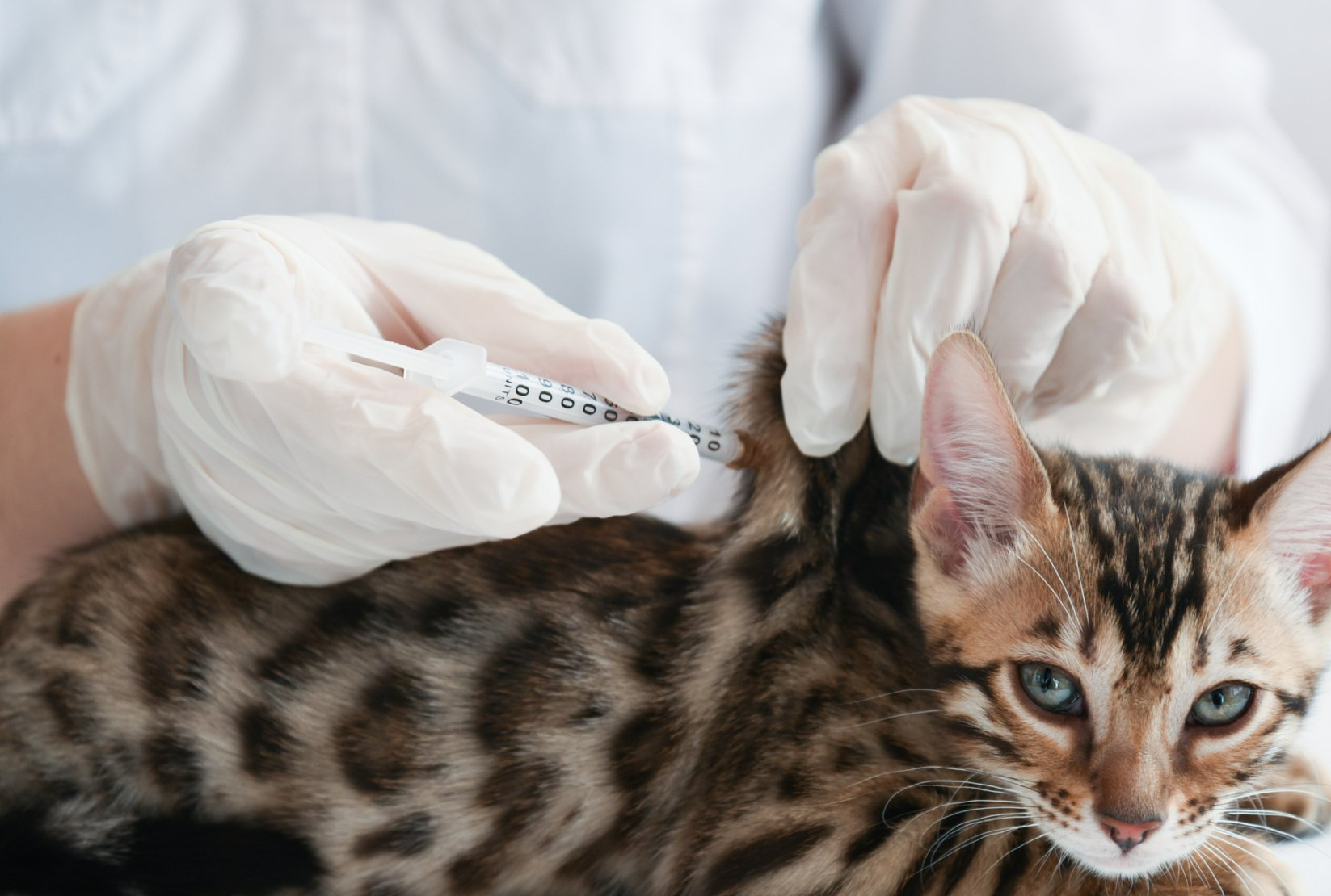A veterinarian in gloves giving a Bengal cat a shot in a clinical setting. A veterinarian in gloves giving a Bengal cat a shot in a clinical setting.
