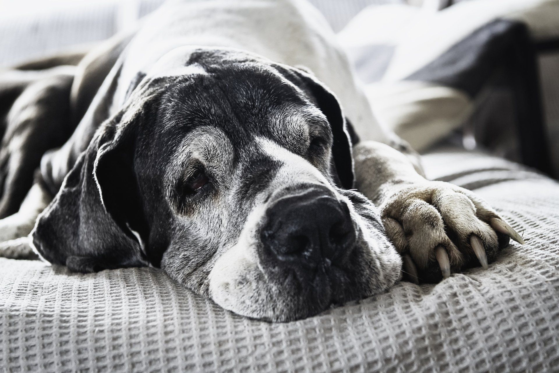 Great Dane with sleepy expression, resting on a white patterned blanket. Great Dane with sleepy expression, resting on a white patterned blanket.