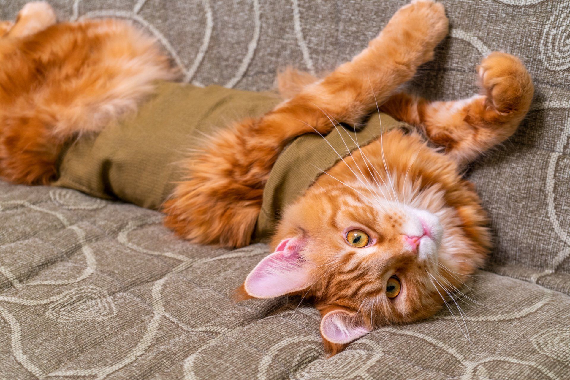 Orange cat wearing a green sweater, lounging on a couch with paws raised, looking at the camera. Orange cat wearing a green sweater, lounging on a couch with paws raised, looking at the camera.