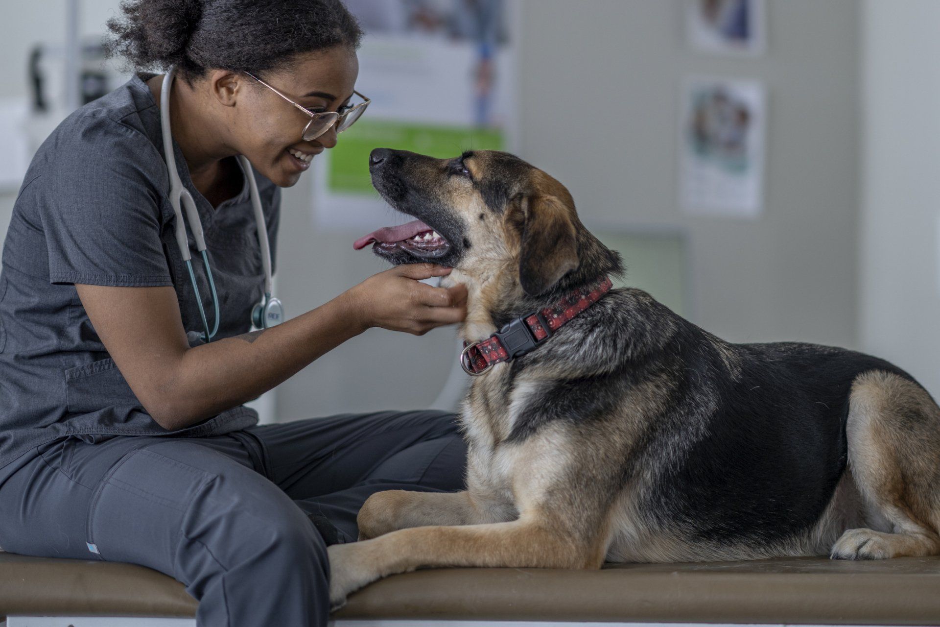Veterinarian in gray scrubs smiles at a German Shepherd on an examination table. Veterinarian in gray scrubs smiles at a German Shepherd on an examination table.