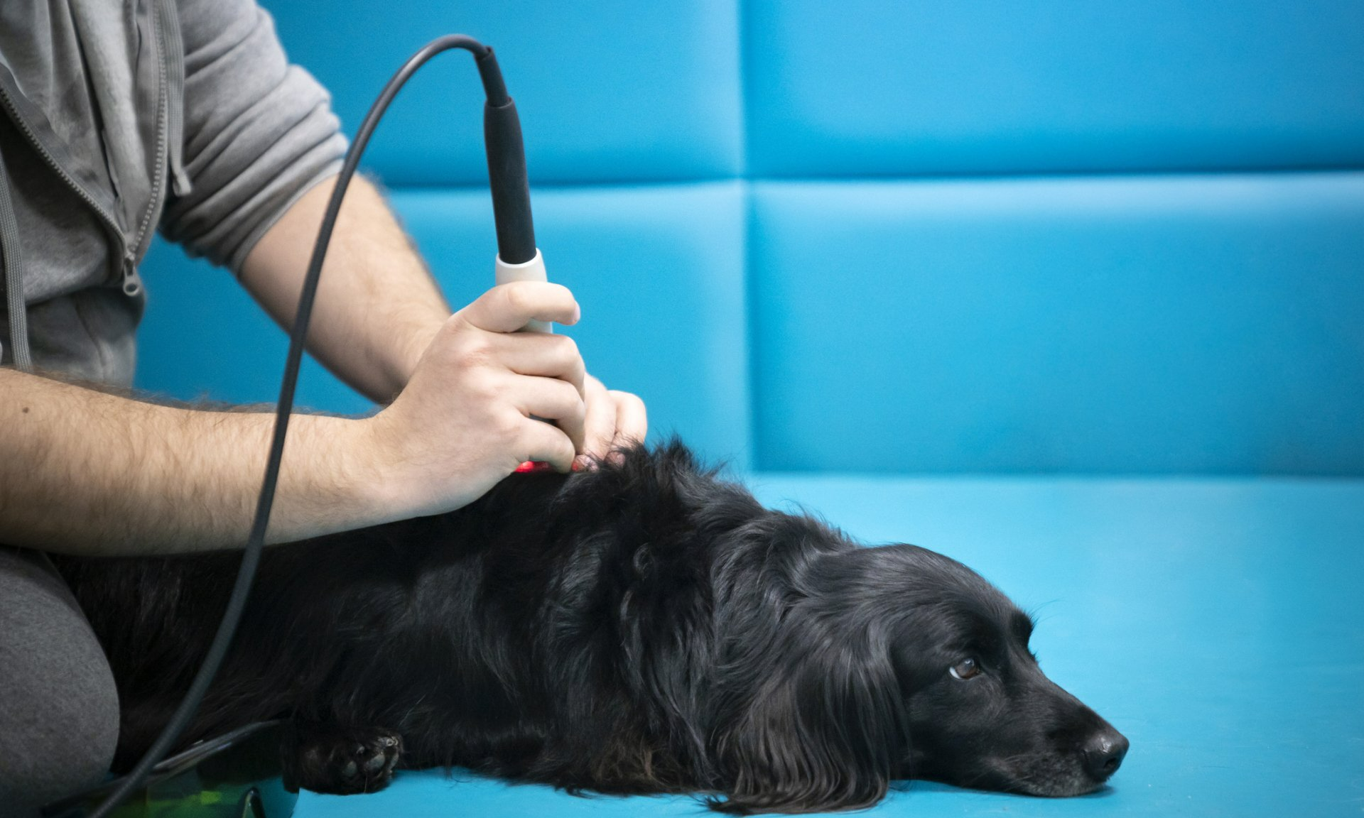 A person using a handheld device on a black dog's back on a blue surface; medical treatment. A person using a handheld device on a black dog's back on a blue surface; medical treatment.