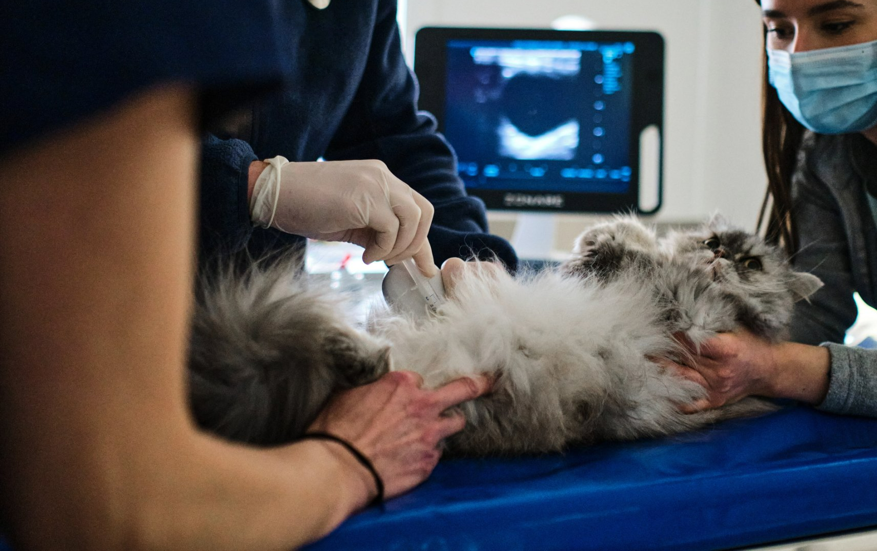 Vet gives a cat an ultrasound. The cat is on its back, a monitor displays images. Vet gives a cat an ultrasound. The cat is on its back, a monitor displays images.