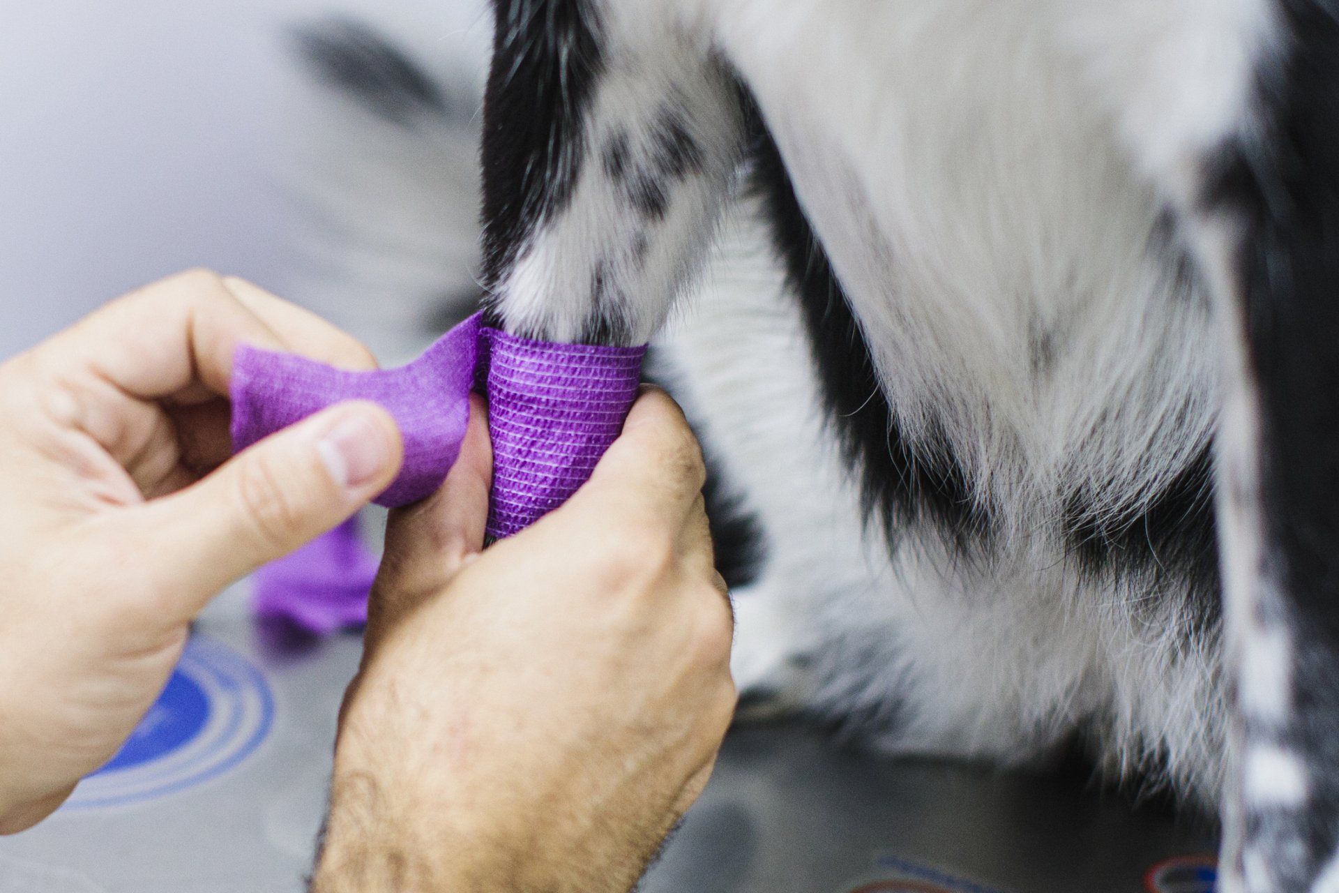 Hands wrapping a purple bandage around a dog's leg. Hands wrapping a purple bandage around a dog's leg.