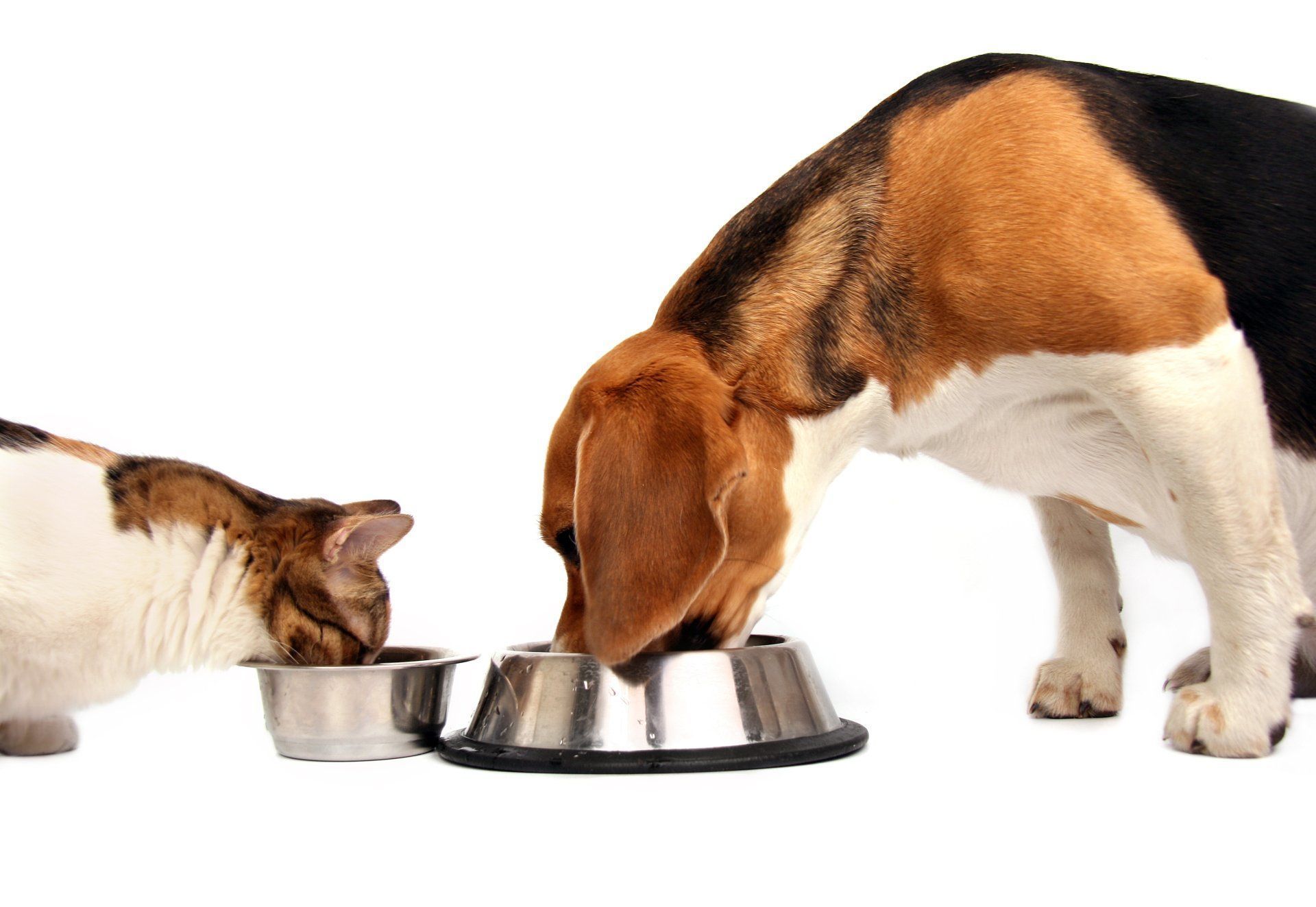 Cat and beagle eating from separate metal bowls against a white background. Cat and beagle eating from separate metal bowls against a white background.