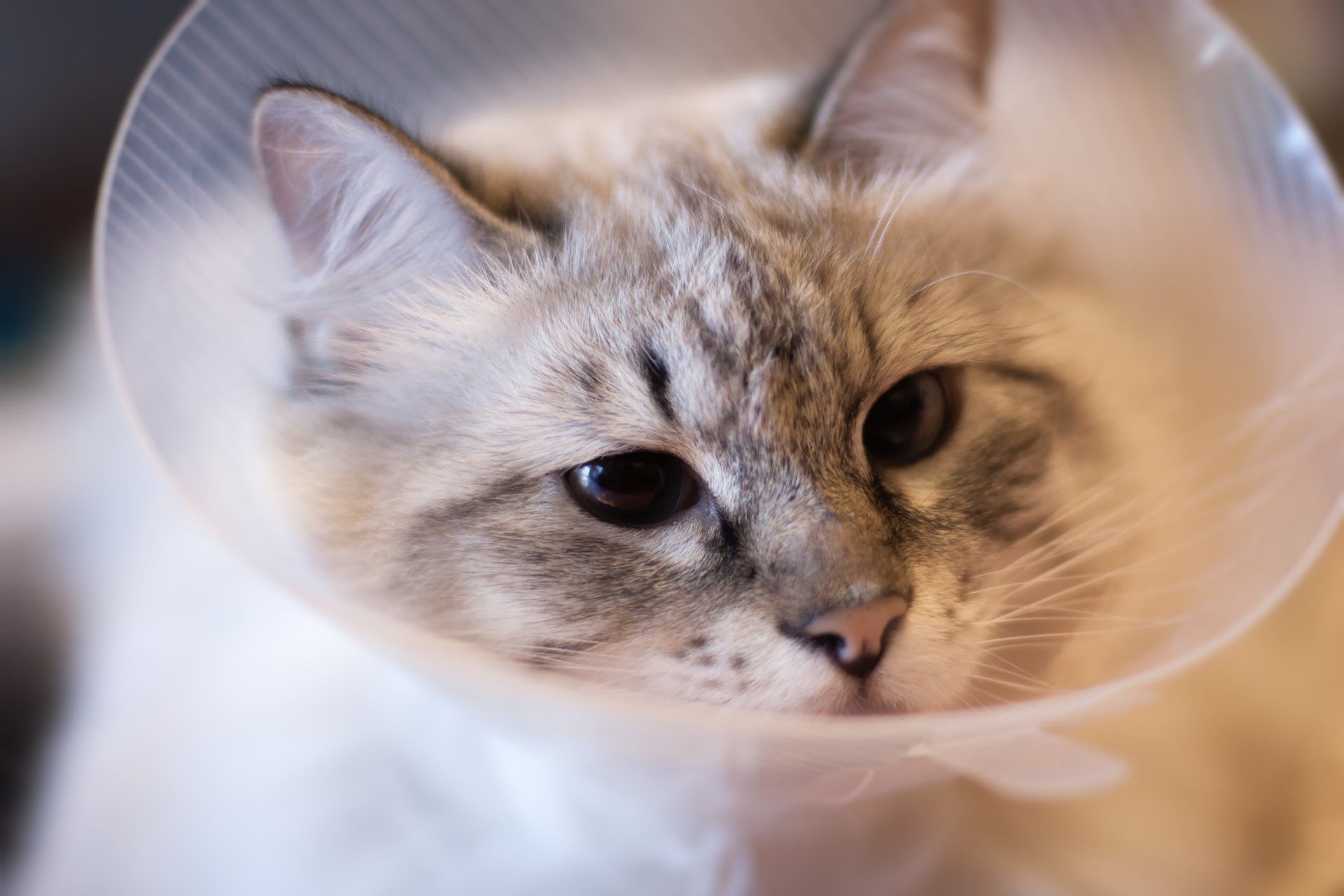 Cat wearing a cone, pale fur, blue eyes, looking slightly sad. Cat wearing a cone, pale fur, blue eyes, looking slightly sad.