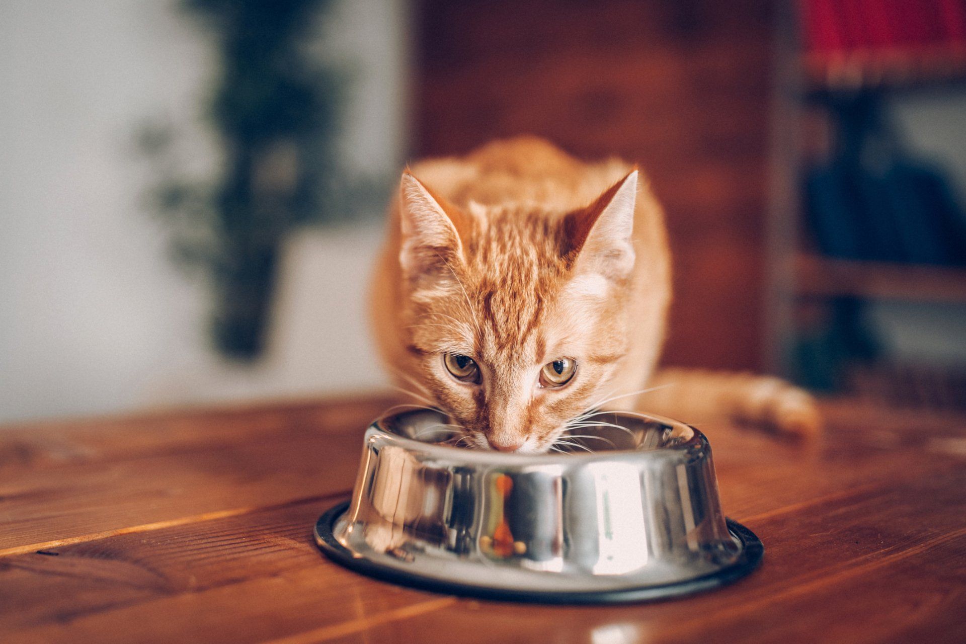 Orange tabby cat drinking from a metal food bowl on a wooden table. Orange tabby cat drinking from a metal food bowl on a wooden table.