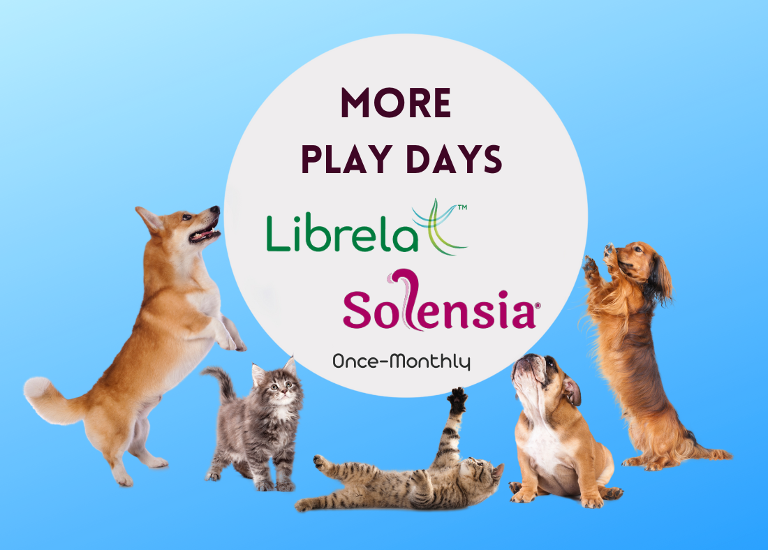 Playful pets with the text More Play Days. Featuring Librela and Solensia. Light blue background. Playful pets with the text More Play Days. Featuring Librela and Solensia. Light blue background.
