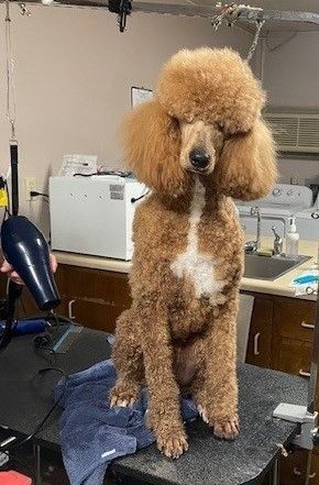 A Pomeranian dog is being groomed with scissors by a person. A Pomeranian dog is being groomed with scissors by a person.