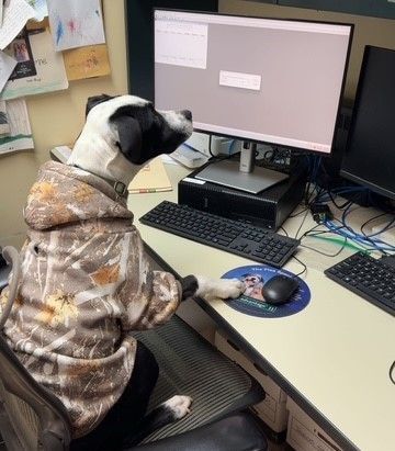 Border collie wearing sunglasses, smiling, and resting its paws on a person's leg indoors. Border collie wearing sunglasses, smiling, and resting its paws on a person's leg indoors.